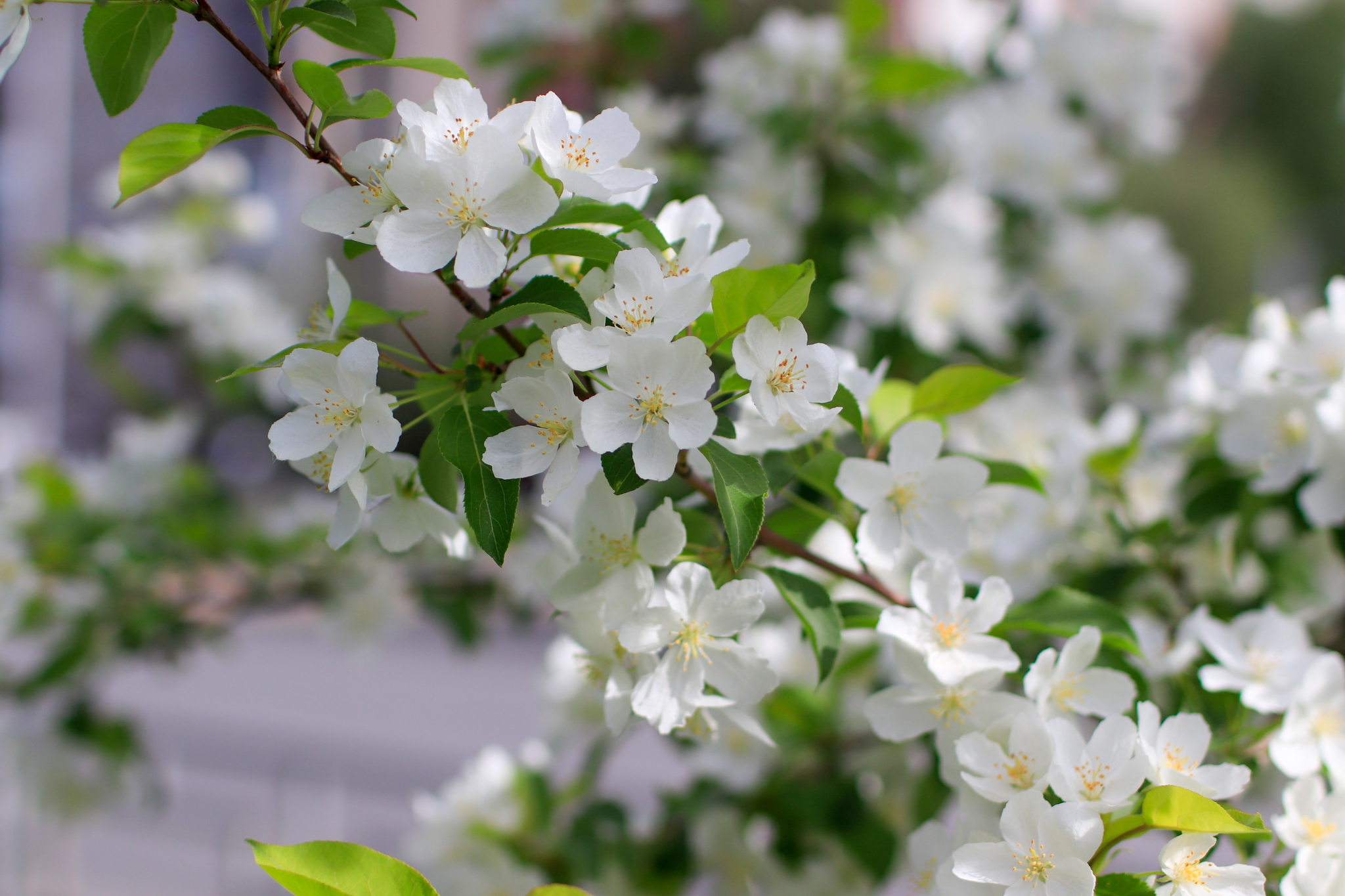 Canon 35mmf1.4L lens test - My, The photo, Nature, Bloom, Longpost