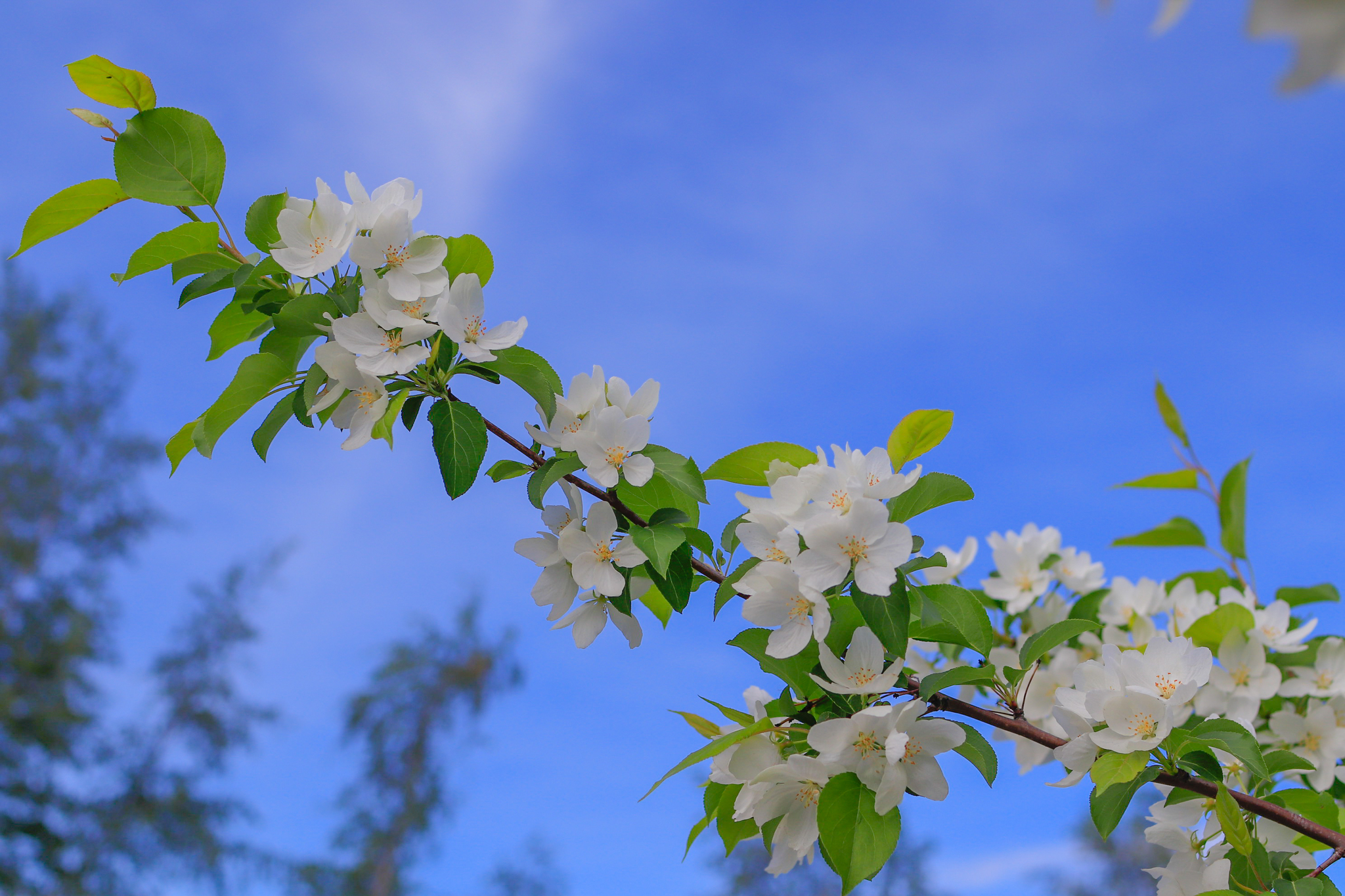 Canon 35mmf1.4L lens test - My, The photo, Nature, Bloom, Longpost