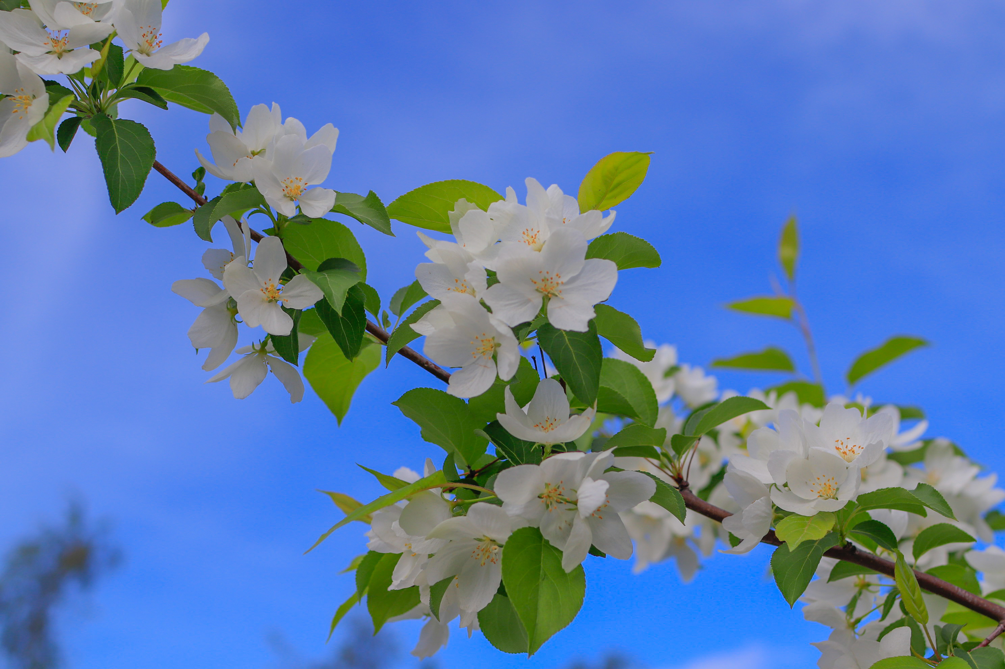 Canon 35mmf1.4L lens test - My, The photo, Nature, Bloom, Longpost