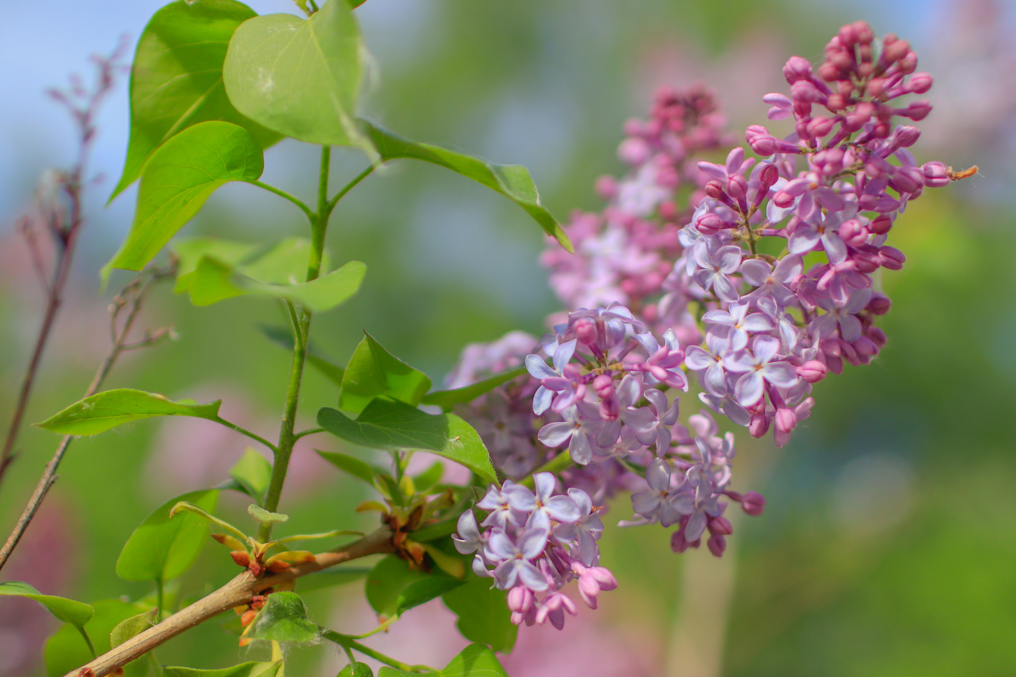 Canon 35mmf1.4L lens test - My, The photo, Nature, Bloom, Longpost