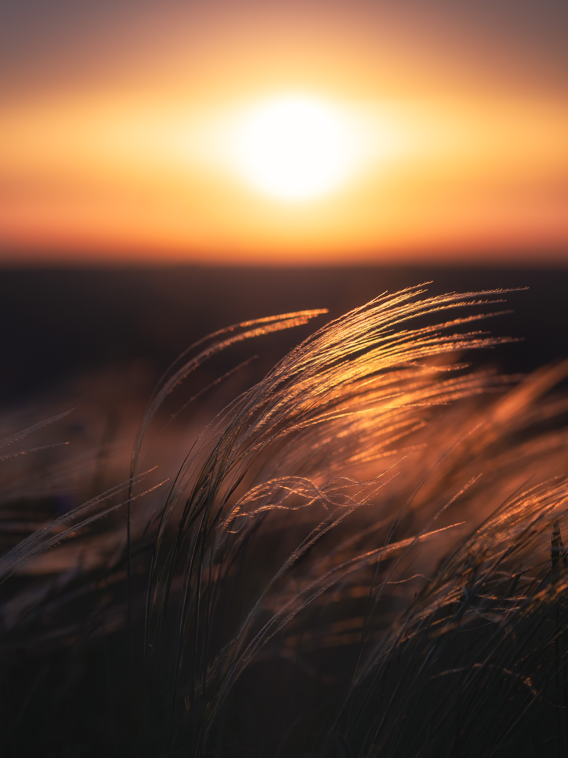 Feather grass - My, The photo, Russia, Feather grass, dawn, Steppe, The nature of Russia