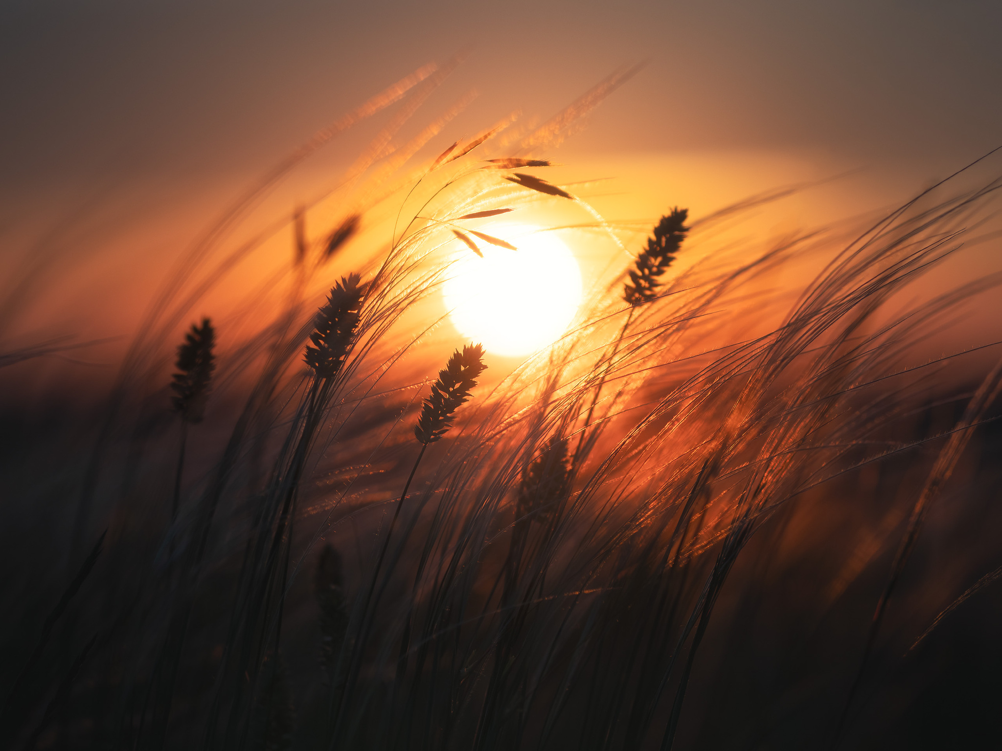 Feather grass - My, The photo, Russia, Feather grass, dawn, Steppe, The nature of Russia