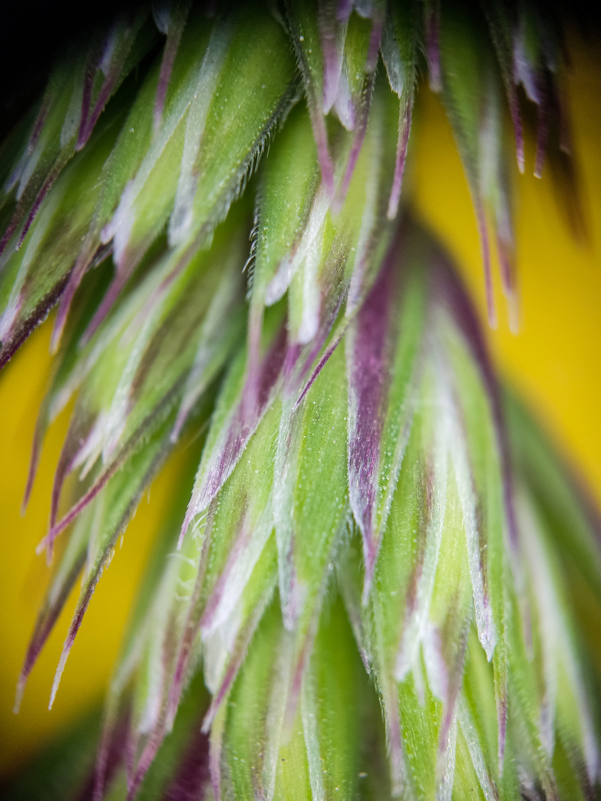 Photo project Let's take a closer look post No. 27. Bluegrass - Bloom, Macro photography, Nature, The photo, Flowers, Plants, Longpost