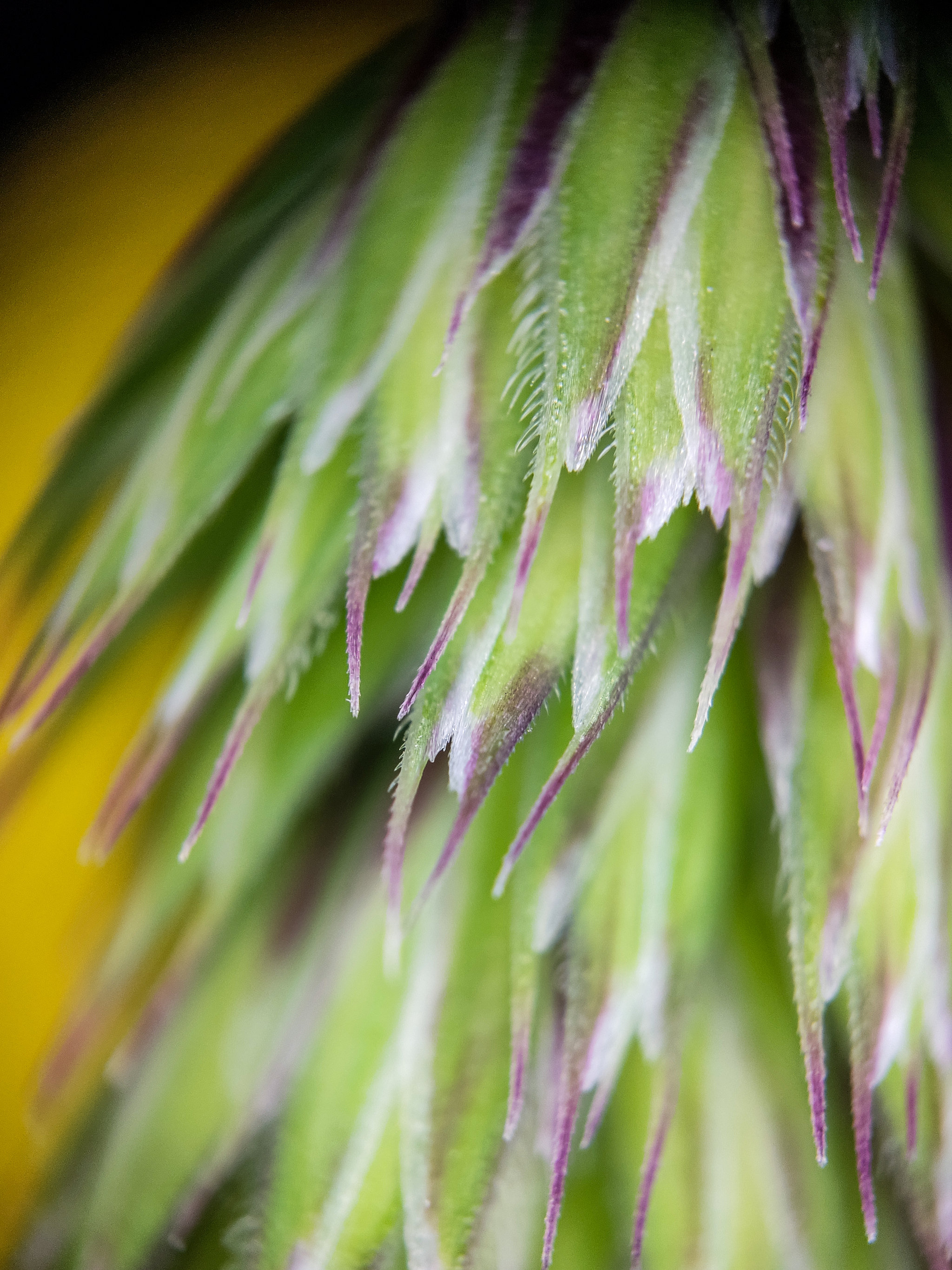 Photo project Let's take a closer look post No. 27. Bluegrass - Bloom, Macro photography, Nature, The photo, Flowers, Plants, Longpost