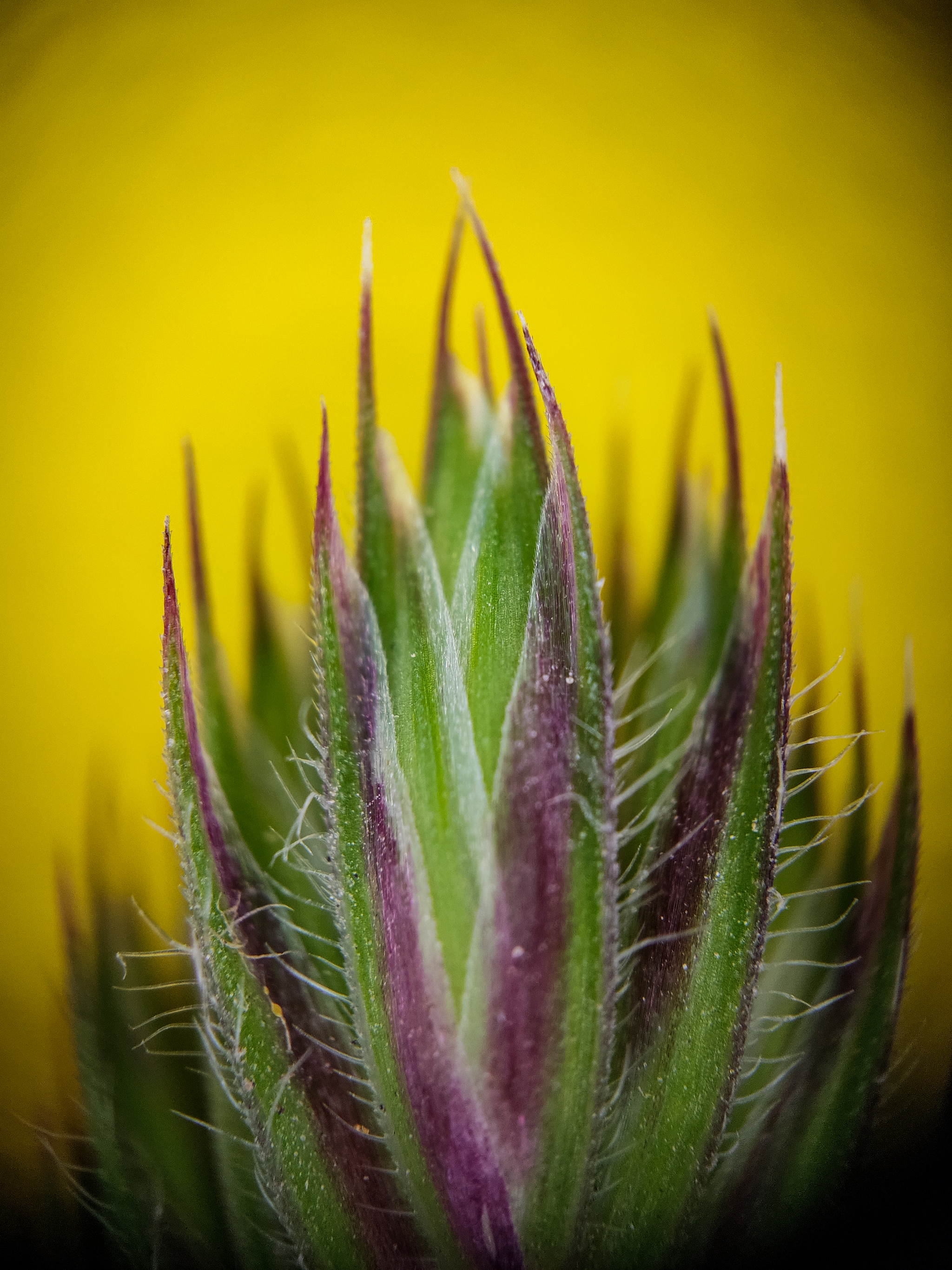 Photo project Let's take a closer look post No. 27. Bluegrass - Bloom, Macro photography, Nature, The photo, Flowers, Plants, Longpost