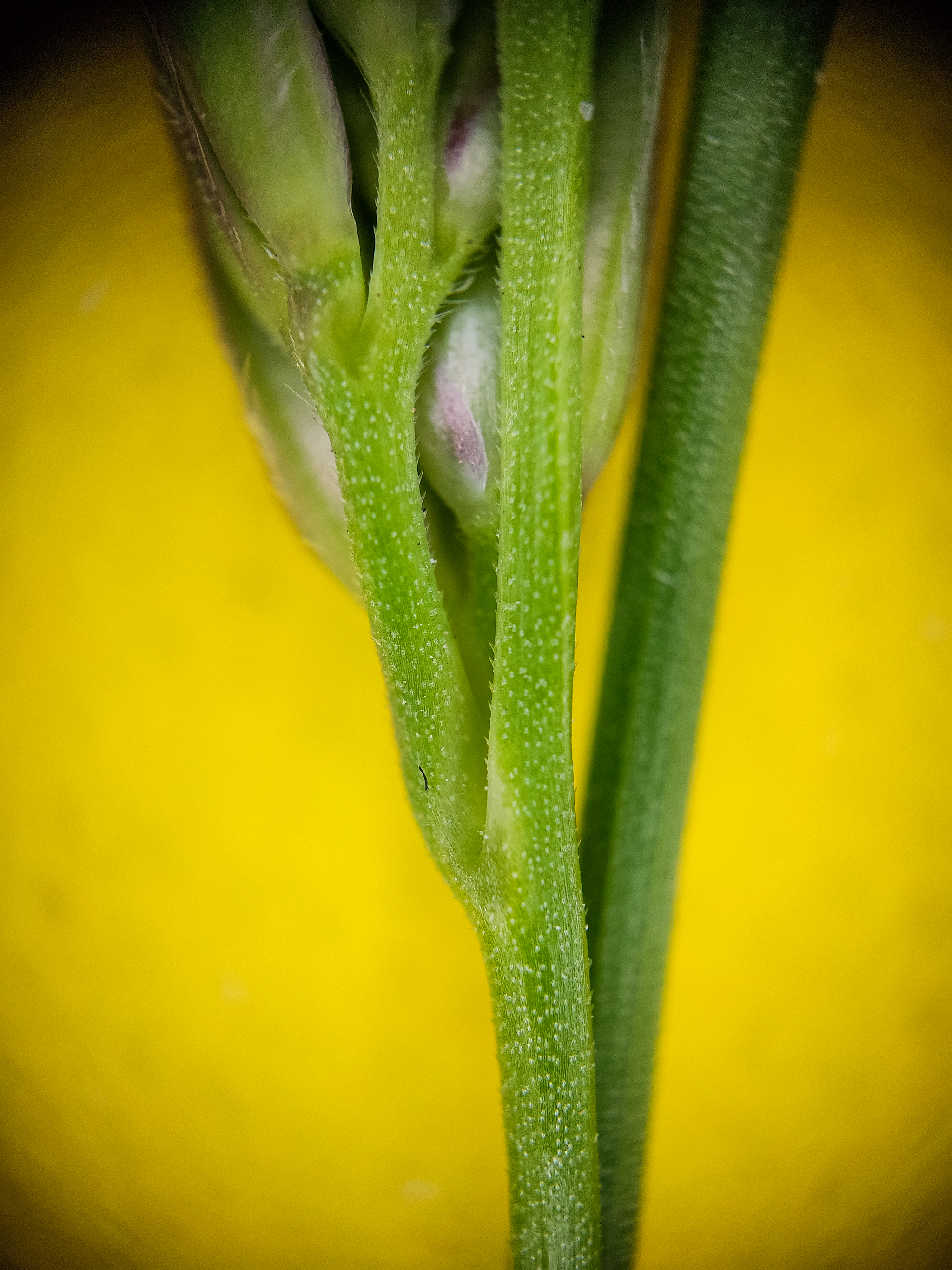 Photo project Let's take a closer look post No. 27. Bluegrass - Bloom, Macro photography, Nature, The photo, Flowers, Plants, Longpost