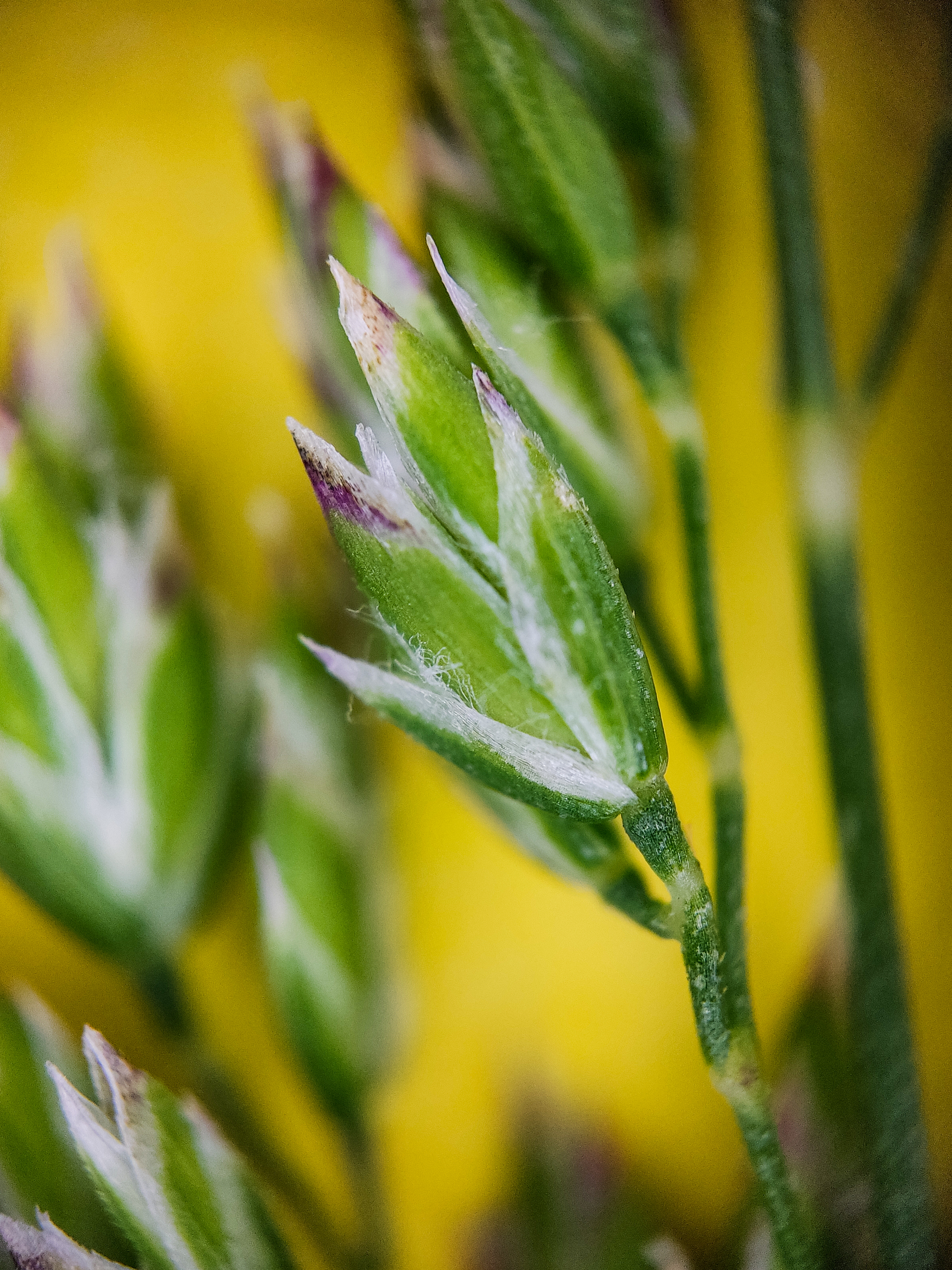 Photo project Let's take a closer look post No. 27. Bluegrass - Bloom, Macro photography, Nature, The photo, Flowers, Plants, Longpost