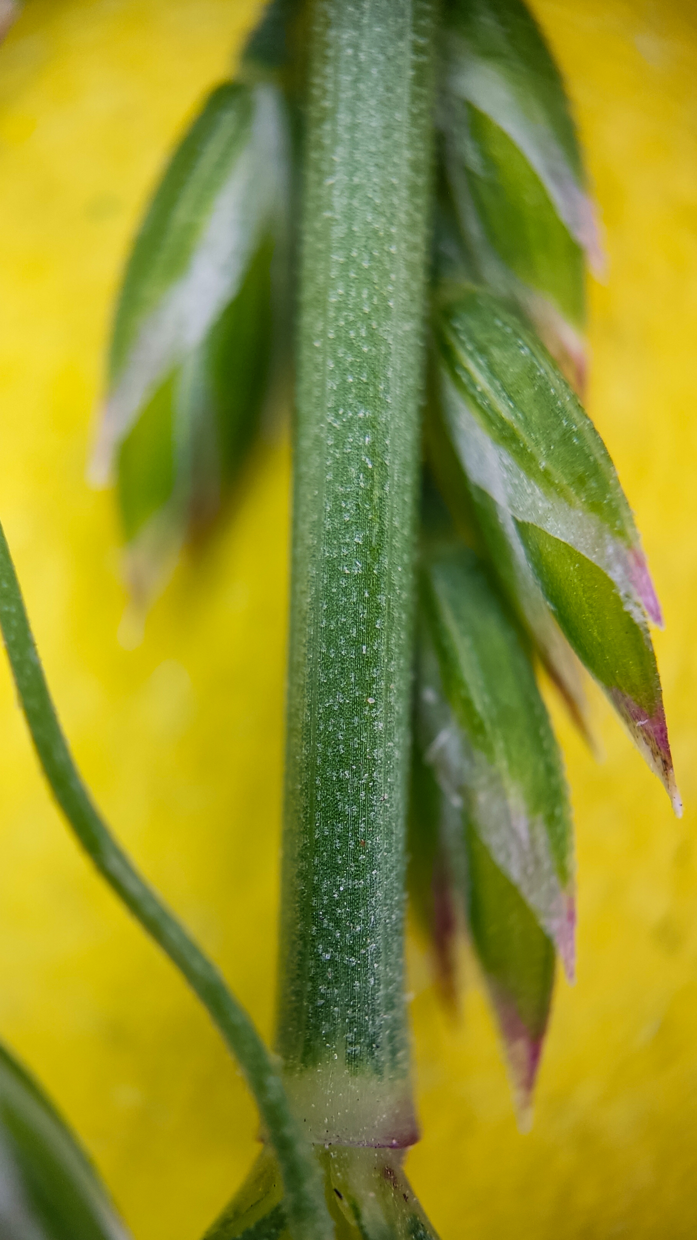 Photo project Let's take a closer look post No. 27. Bluegrass - Bloom, Macro photography, Nature, The photo, Flowers, Plants, Longpost