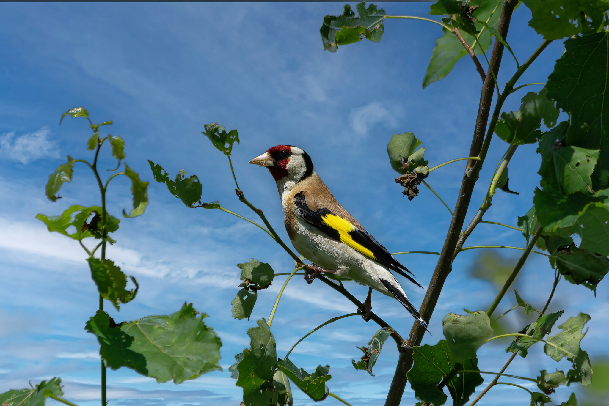 Technologies of the 21st century - My, Photo hunting, Ornithology, The nature of Russia, Birds, Summer, Nature, Hobby, wildlife, Bird watching