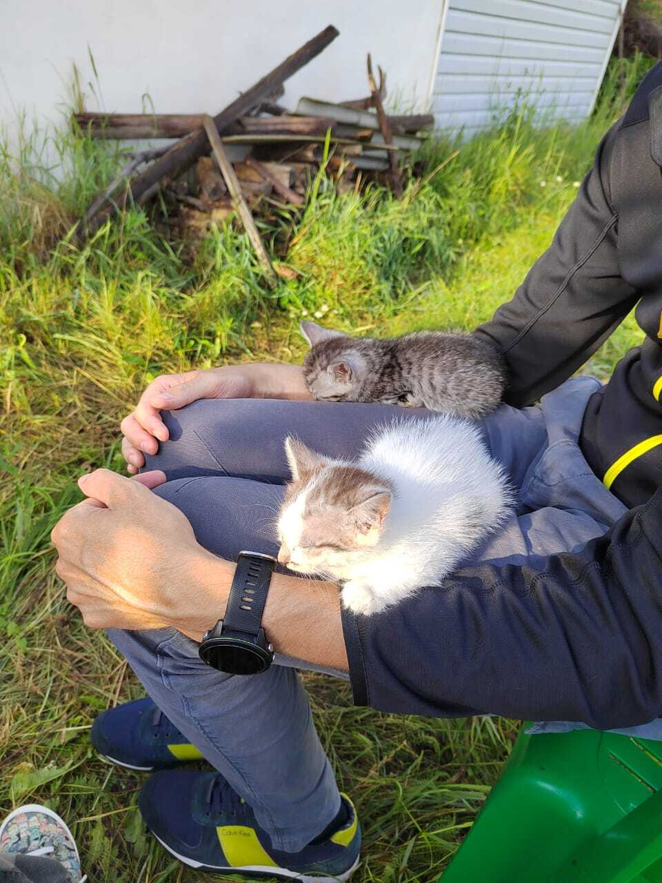 Продолжение поста «Безвозмездно, т.е. даром! Котята в добрые руки (Владимир и область)» - Моё, Помощь животным, Сила Пикабу, Благотворительность, Длиннопост, Видео, Ответ на пост