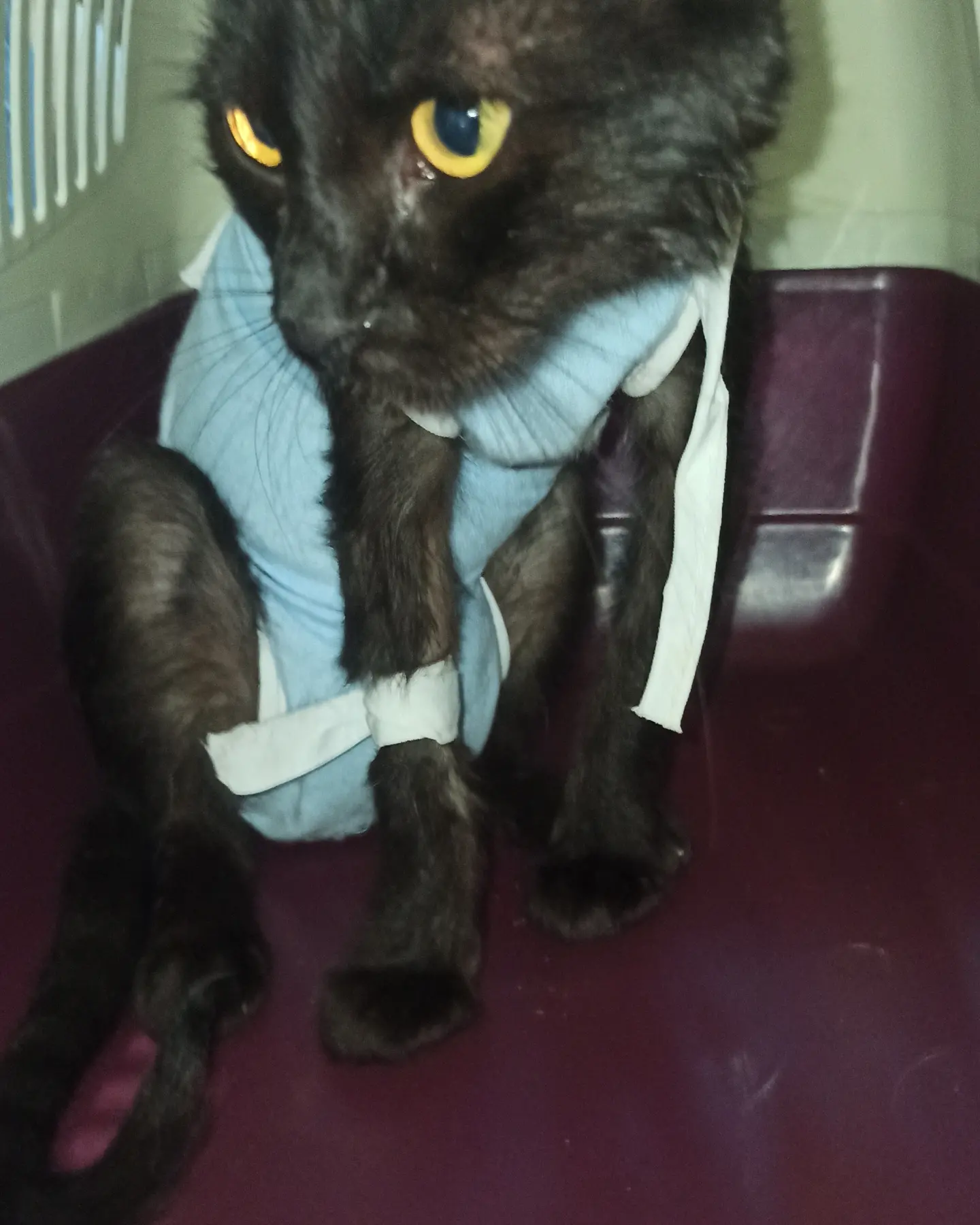 Bagheera is sick - My, Shelter, No rating, Homeless animals, Animal Rescue, Overexposure, Volunteering, Negative, Animal shelter, Charity, cat, Kindness, Fluffy, Cat lovers, Longpost