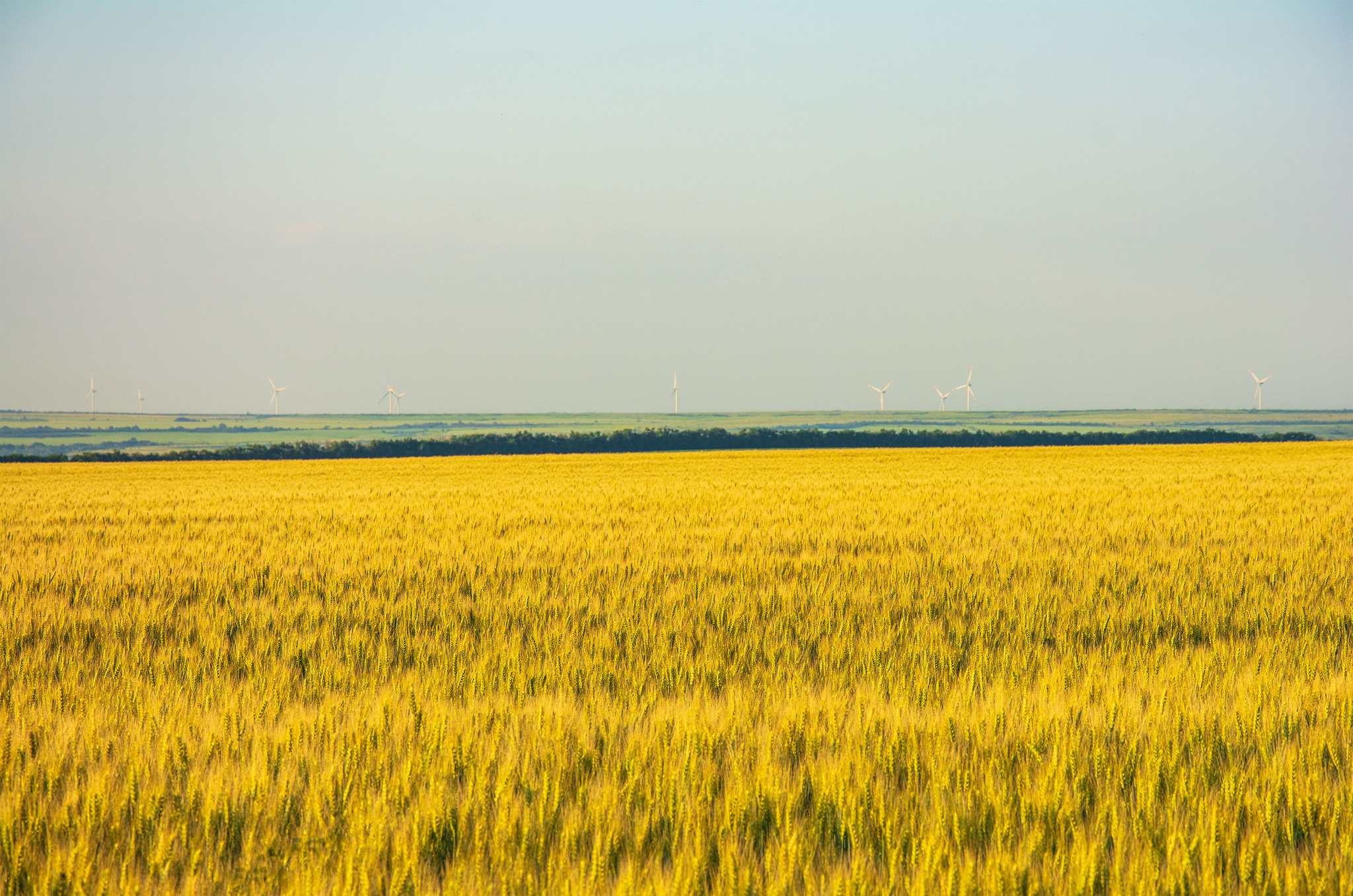 Wheat horizons... - My, The photo, Nikon, Nature, Landscape, Field, Wheat, Wind generator, Horizon