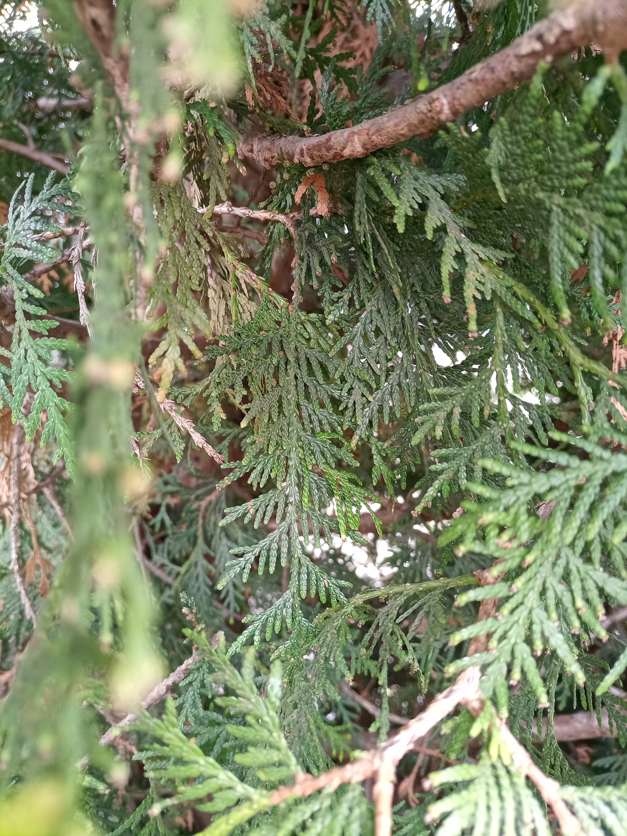 I decided to try to take a photo of the Spruce, which was turning green at the end of spring, it seemed... - My, Christmas trees, Cones, Longpost