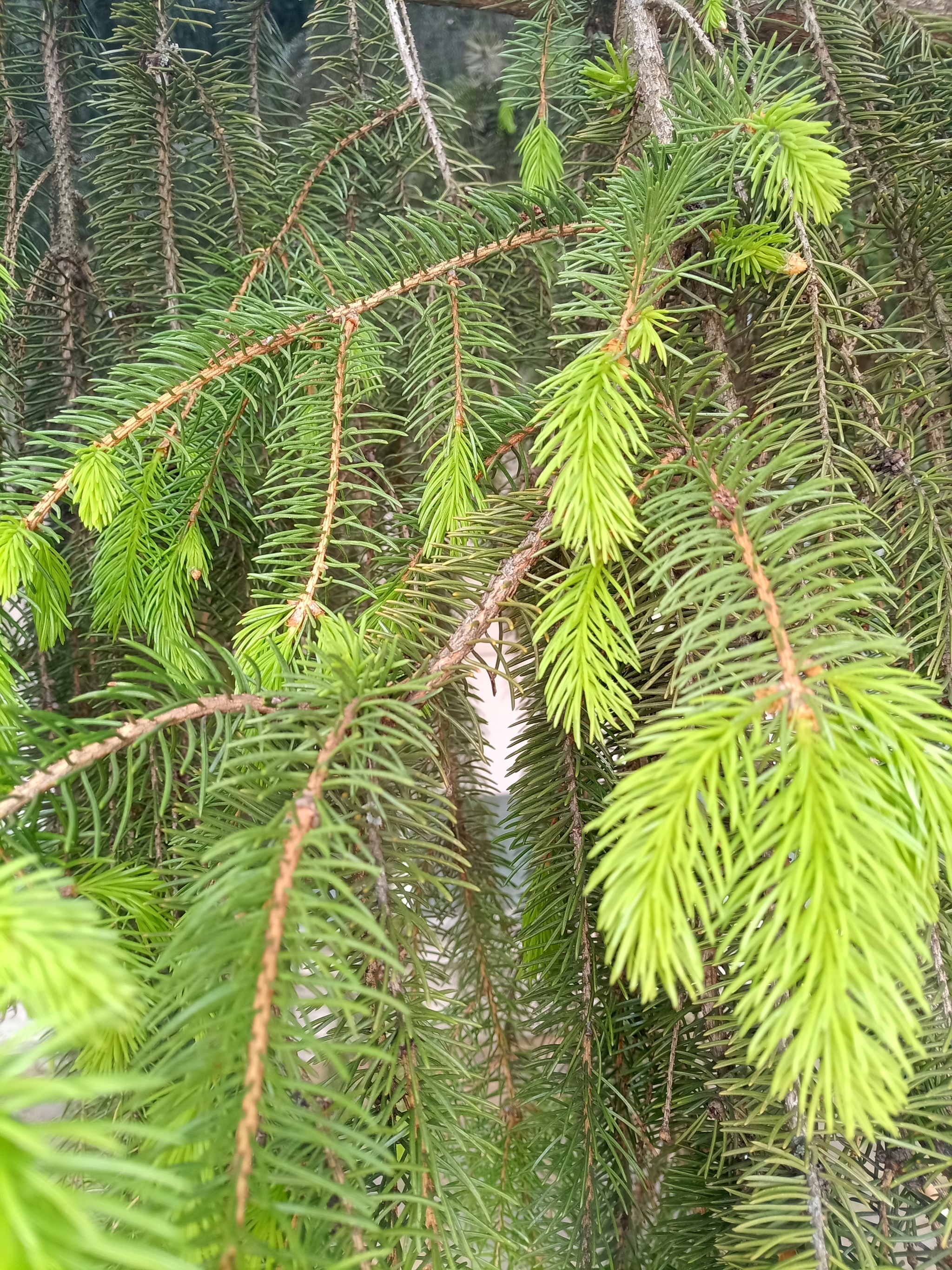 I decided to try to take a photo of the Spruce, which was turning green at the end of spring, it seemed... - My, Christmas trees, Cones, Longpost