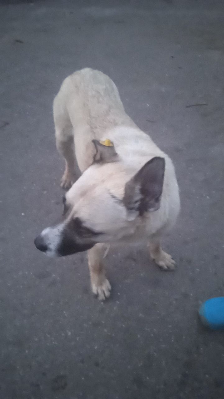 A stray dog ??with a tag - can you find out anything by the number? - Found a dog, Homeless animals, Longpost