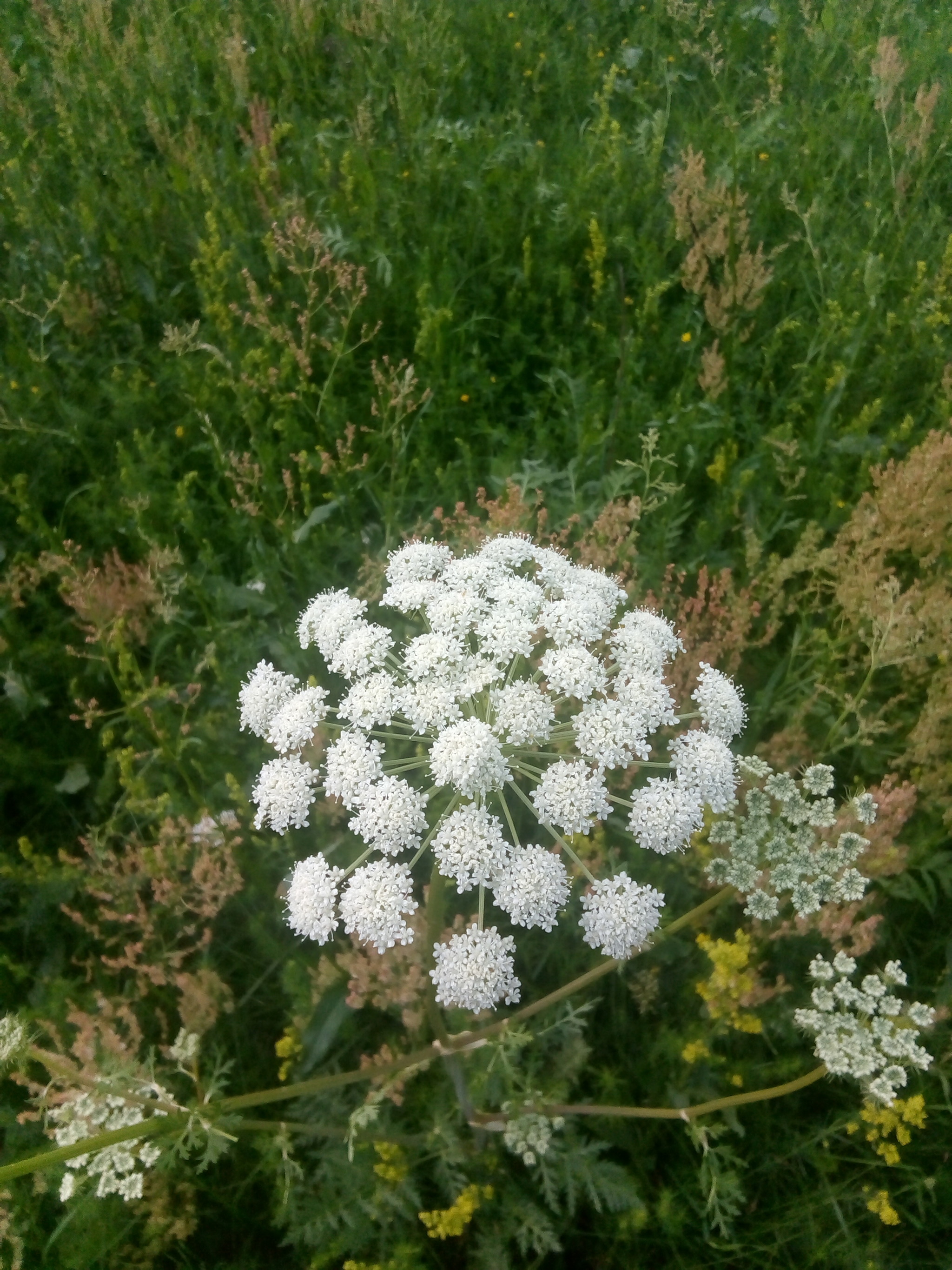 Цветёт пойма - Моё, Село, Семья, Сельское хозяйство, Трава, Цветы, Растения, Природа, Цветение, Пойма, Луга, Видео, Вертикальное видео, Длиннопост