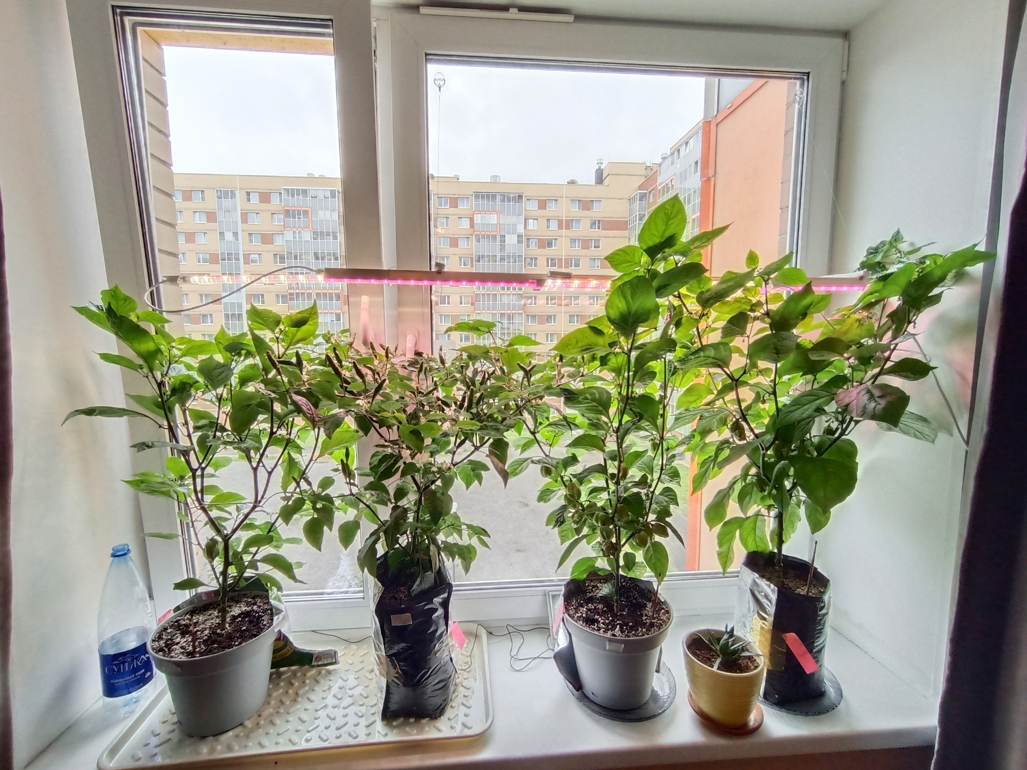 Just showing 2) - My, Houseplants, Hot peppers, Plants, Longpost, Vegetable garden on the windowsill