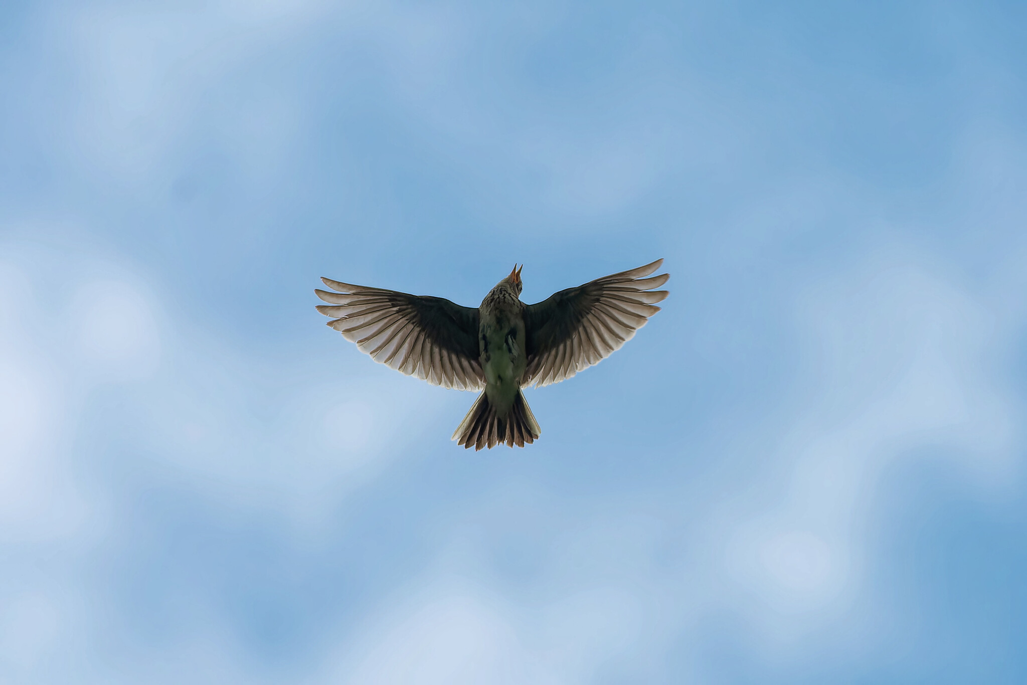 I'm flying there, I don't know where - My, Photo hunting, Ornithology, The nature of Russia, Birds, Summer, Nature, Bird watching, wildlife, Field, Hobby