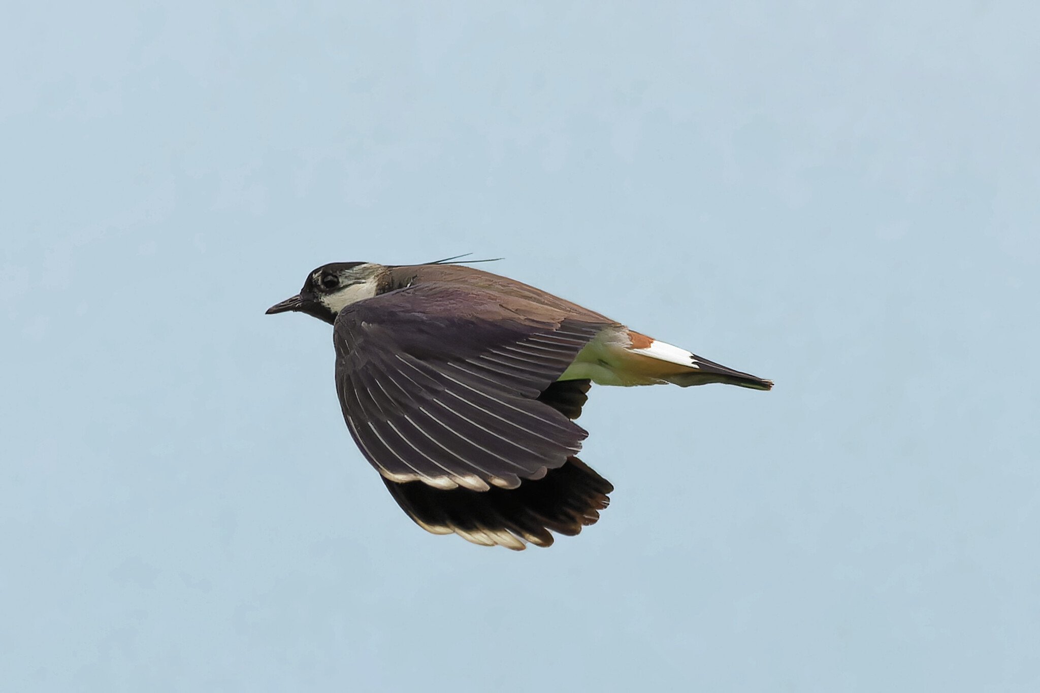 I'm flying there, I don't know where - My, Photo hunting, Ornithology, The nature of Russia, Birds, Summer, Nature, Bird watching, wildlife, Field, Hobby