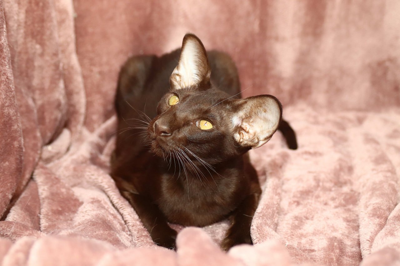 Oriental cat girl Cassie is looking for a family - My, cat, Kittens, Cat family, Small cats, Animal shelter, Shelter, No rating, Is free, In good hands, Pets, Animals, Shelter, Helping animals, Oriental cats, Longpost