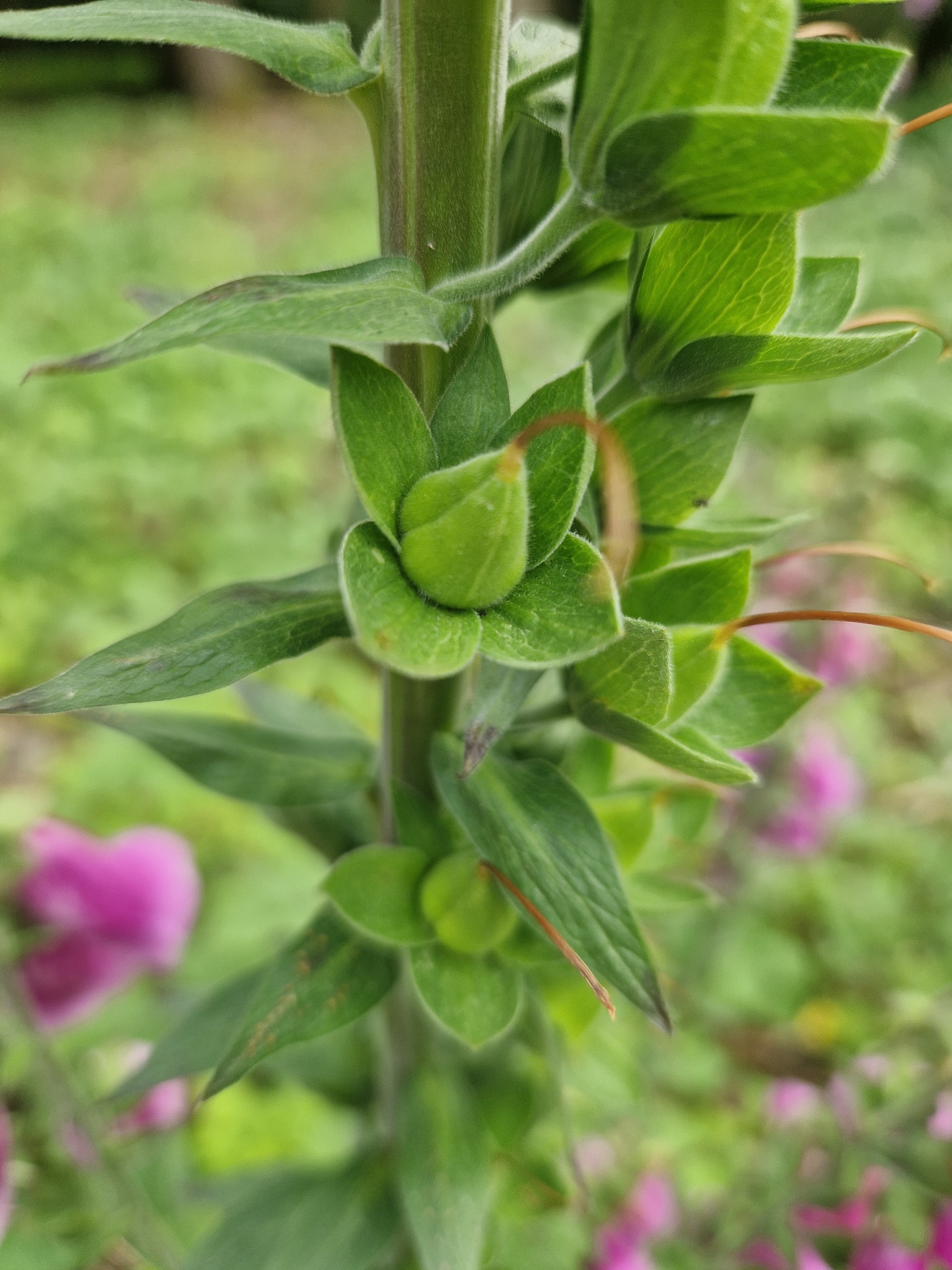 Incredible glade! - My, Foxglove, Botany, Flowers, Forest, Video, Longpost