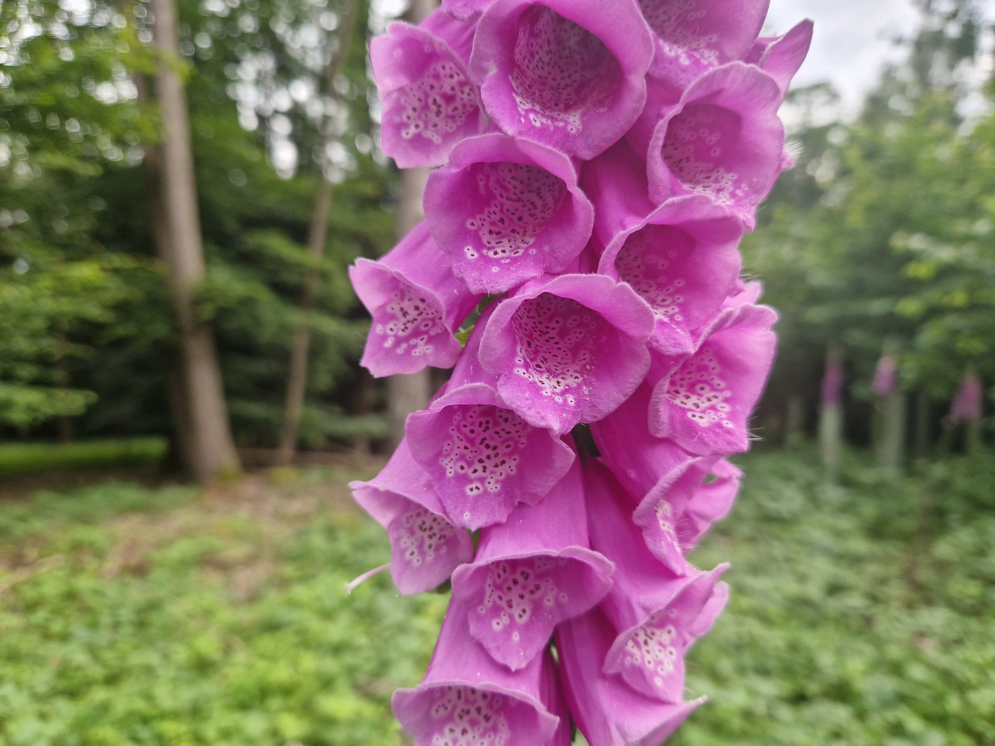 Incredible glade! - My, Foxglove, Botany, Flowers, Forest, Video, Longpost