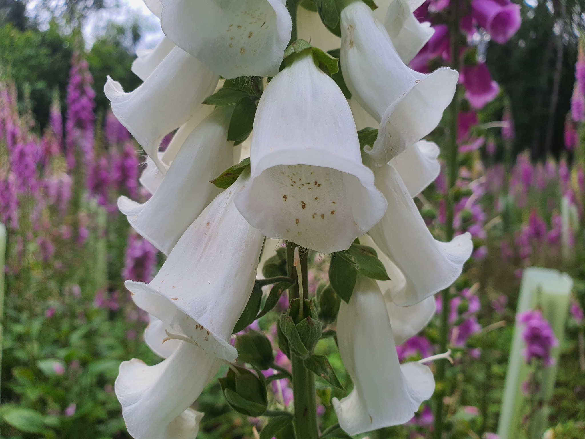 Incredible glade! - My, Foxglove, Botany, Flowers, Forest, Video, Longpost