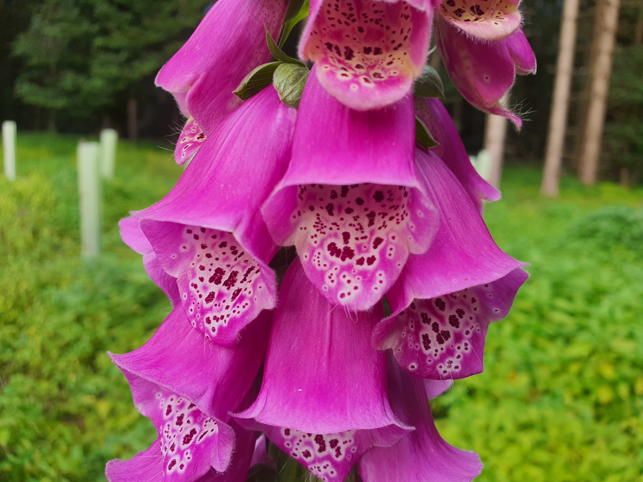 Incredible glade! - My, Foxglove, Botany, Flowers, Forest, Video, Longpost