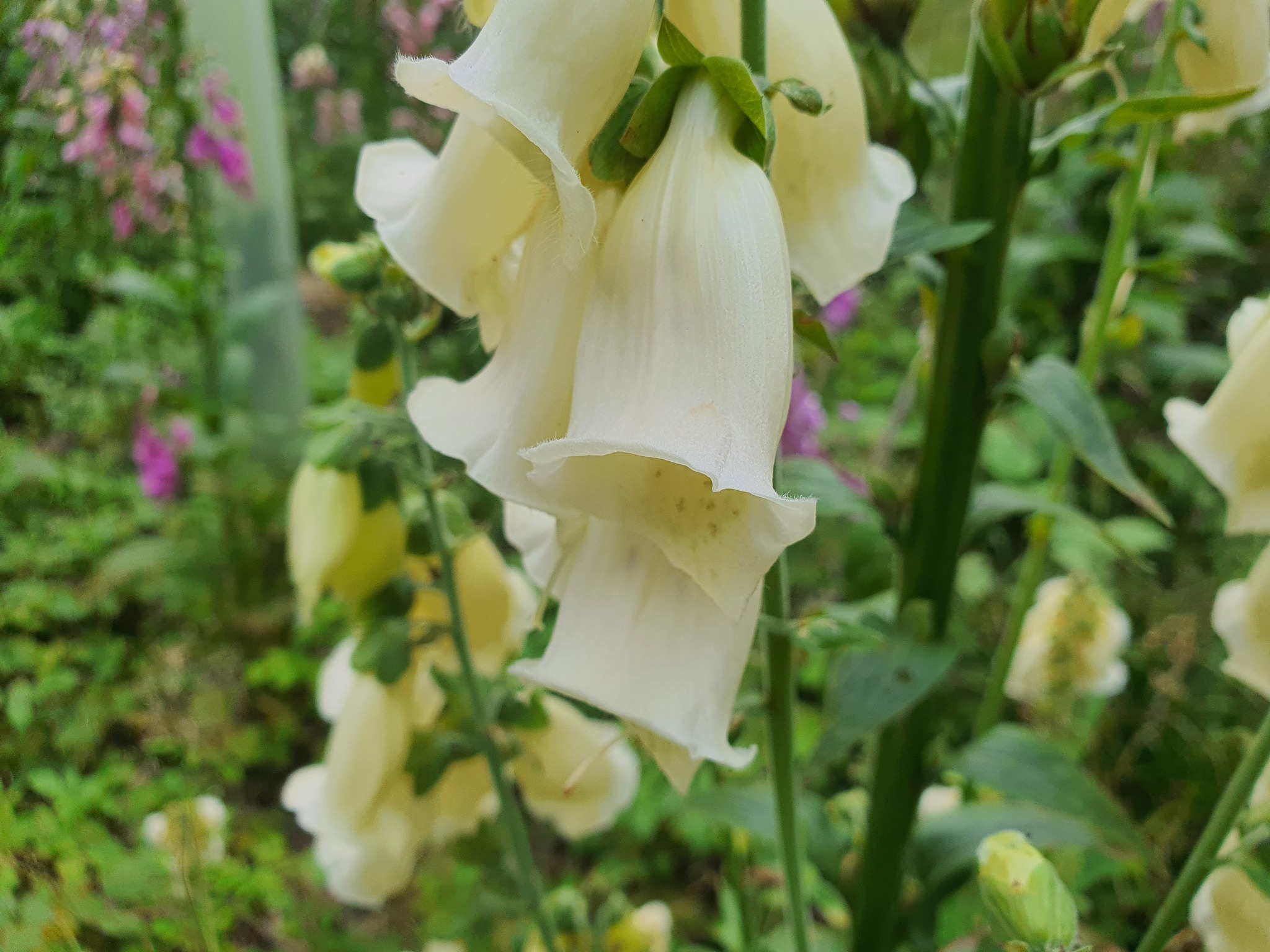 Incredible glade! - My, Foxglove, Botany, Flowers, Forest, Video, Longpost