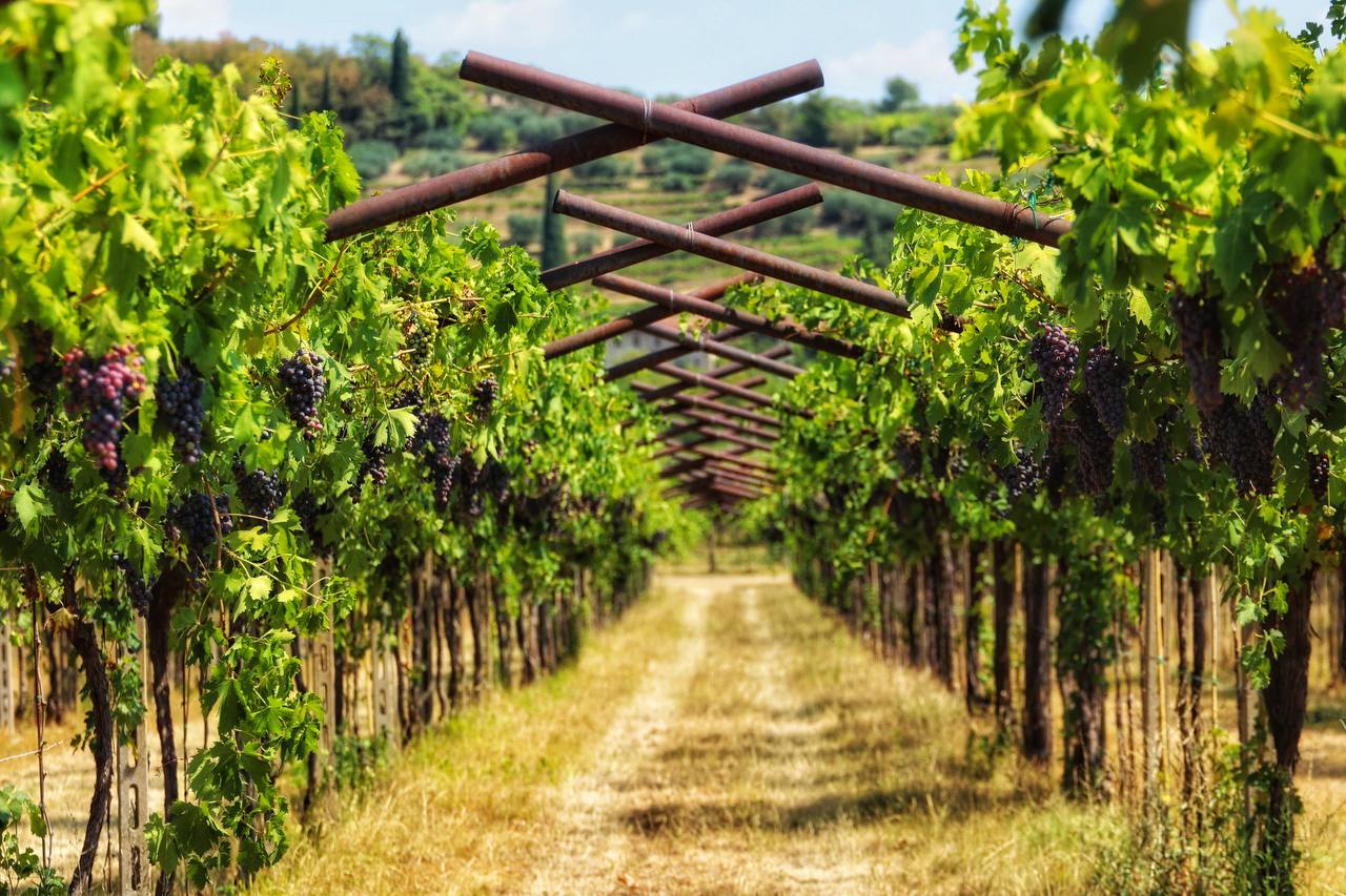 Veneto - My, The photo, Italy, Wine, Grape, Vineyard, Winery, Summer, Vacation, Longpost