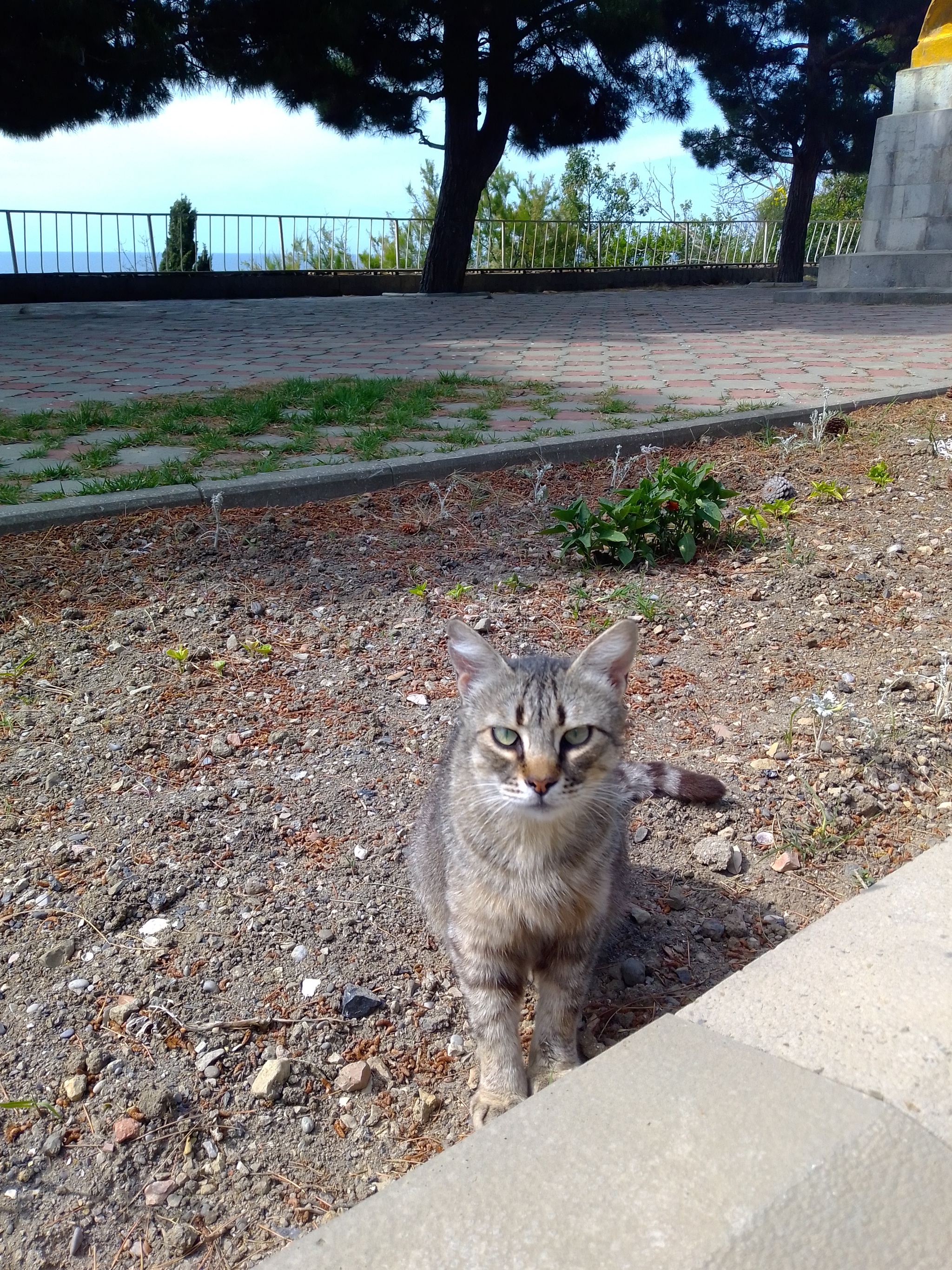 Crimean seals - My, cat, Sea, Longpost