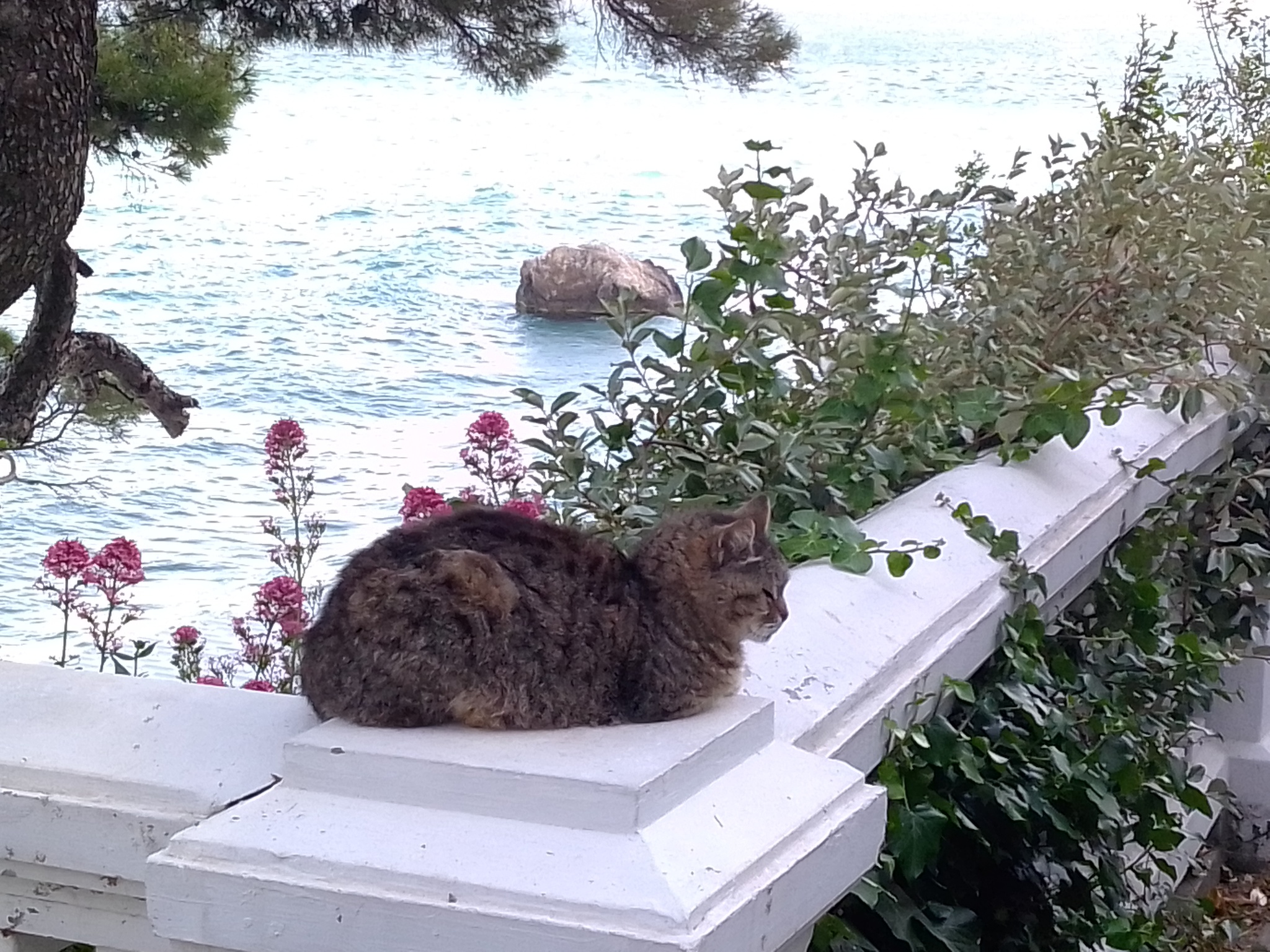 Crimean seals - My, cat, Sea, Longpost