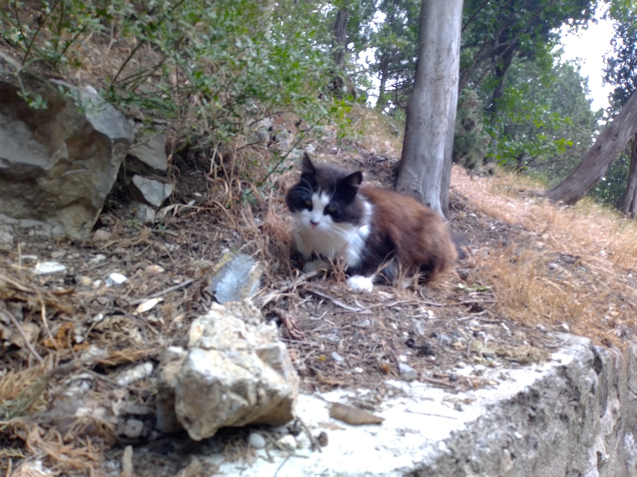 Crimean seals - My, cat, Sea, Longpost