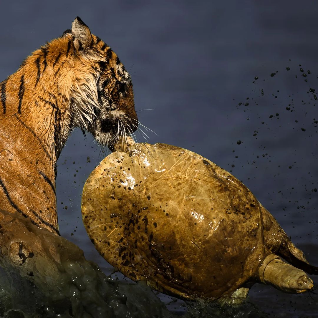 There will be turtle meat for lunch - Bengal tiger, Tiger, Big cats, Cat family, Predatory animals, Wild animals, wildlife, National park, India, The photo, Mining, Turtle