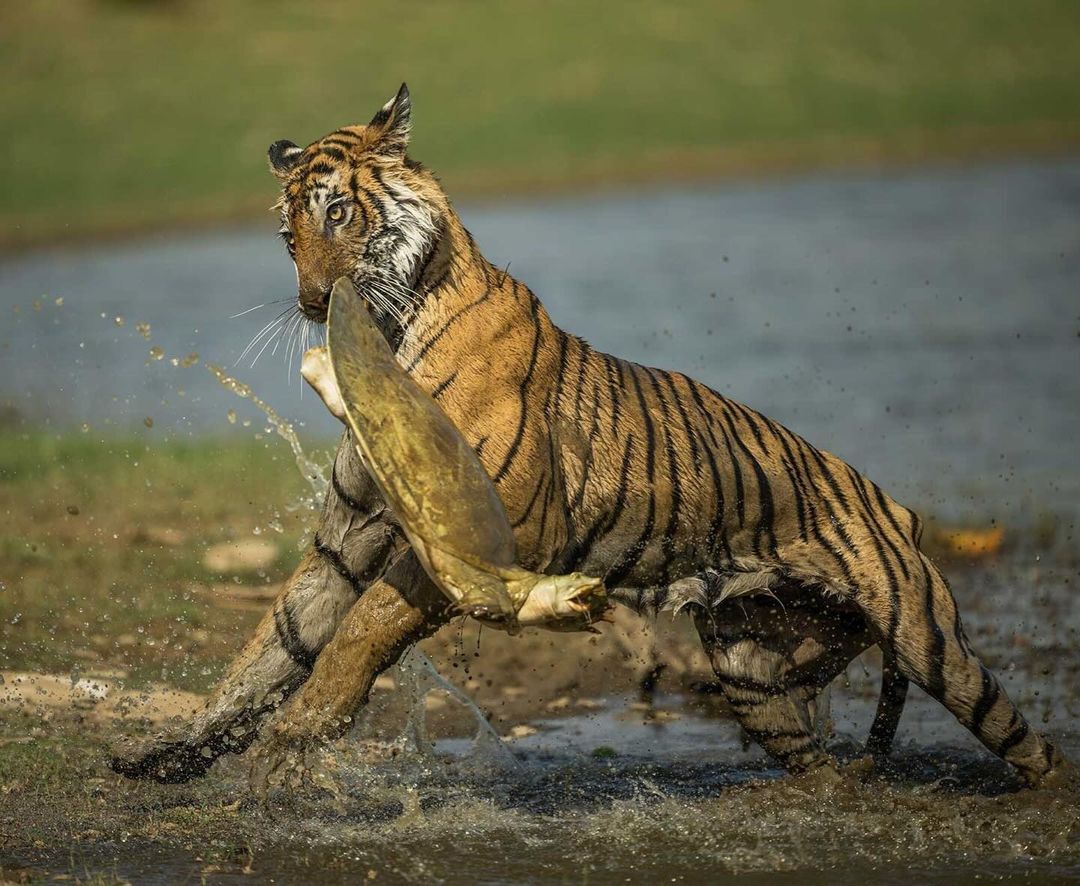 There will be turtle meat for lunch - Bengal tiger, Tiger, Big cats, Cat family, Predatory animals, Wild animals, wildlife, National park, India, The photo, Mining, Turtle