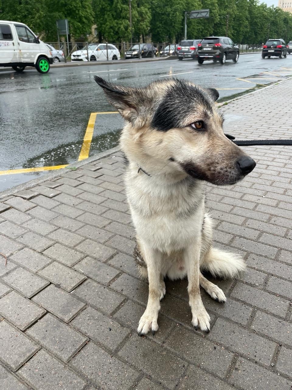 We help. There are no responses. Nowhere to go. The guy is facing shelter. Help the Pikabushniki save the guy! - Dog, Helping animals, No rating, Homeless animals, In good hands, Longpost, Saint Petersburg, YouTube (link)