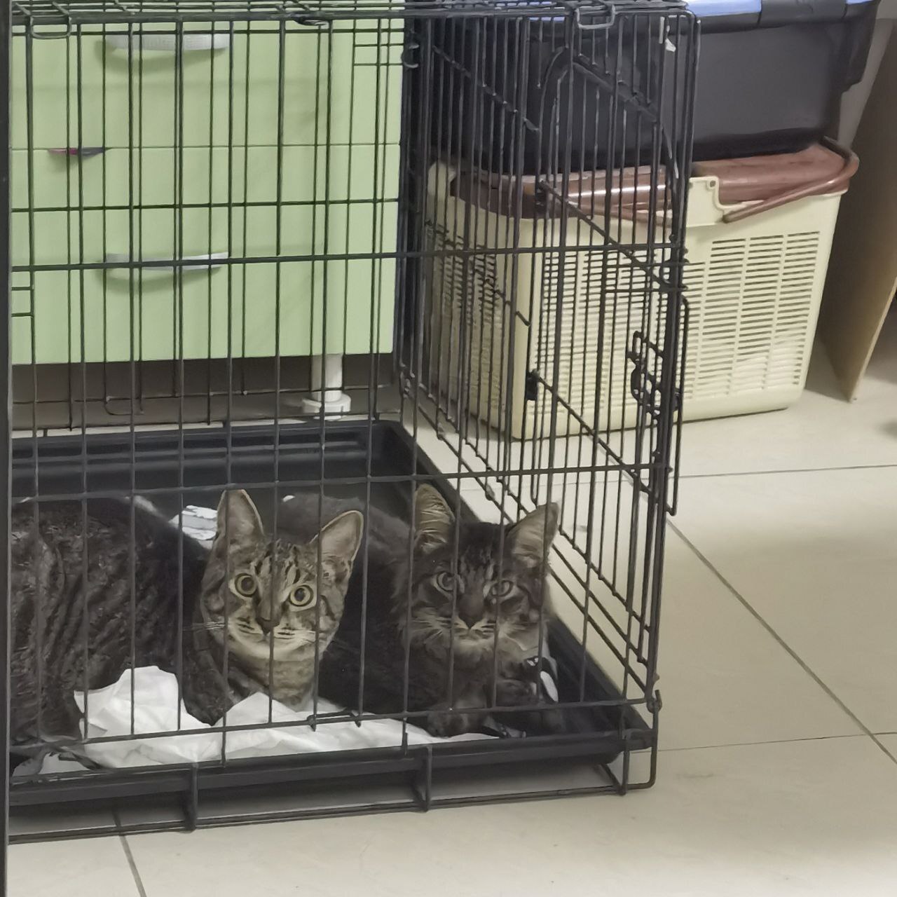 A KITTEN'S ENTIRE CHILDHOOD IS SPENT IN A CAGE... - In good hands, Pets, Kittens, Fluffy, cat, Overexposure, Cat lovers, Homeless animals, Shelter, Moscow, Moscow 24, Pet the cat, Vertical video, Longcat, Video VK, Video, Longpost