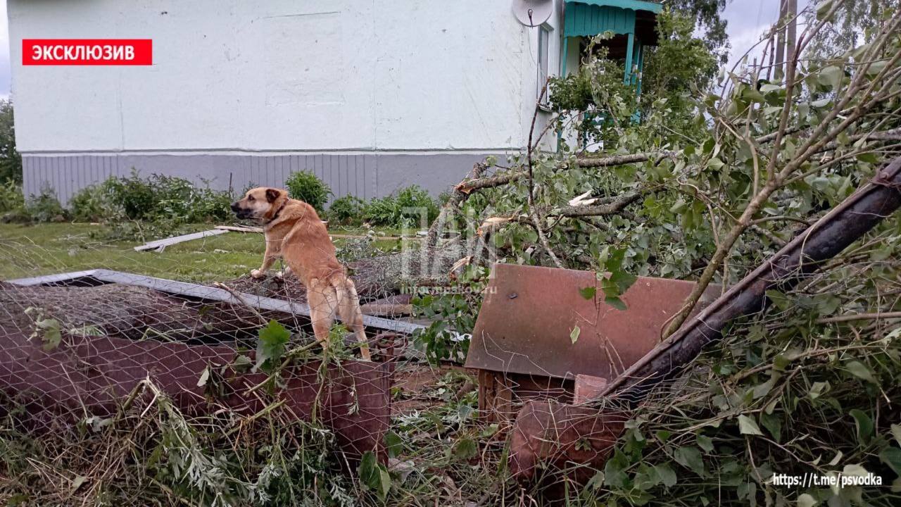 Tornado in the Pskov region - Pskov region, Tornado, Tornado, Rare, Video, Vertical video, Telegram (link), Longpost