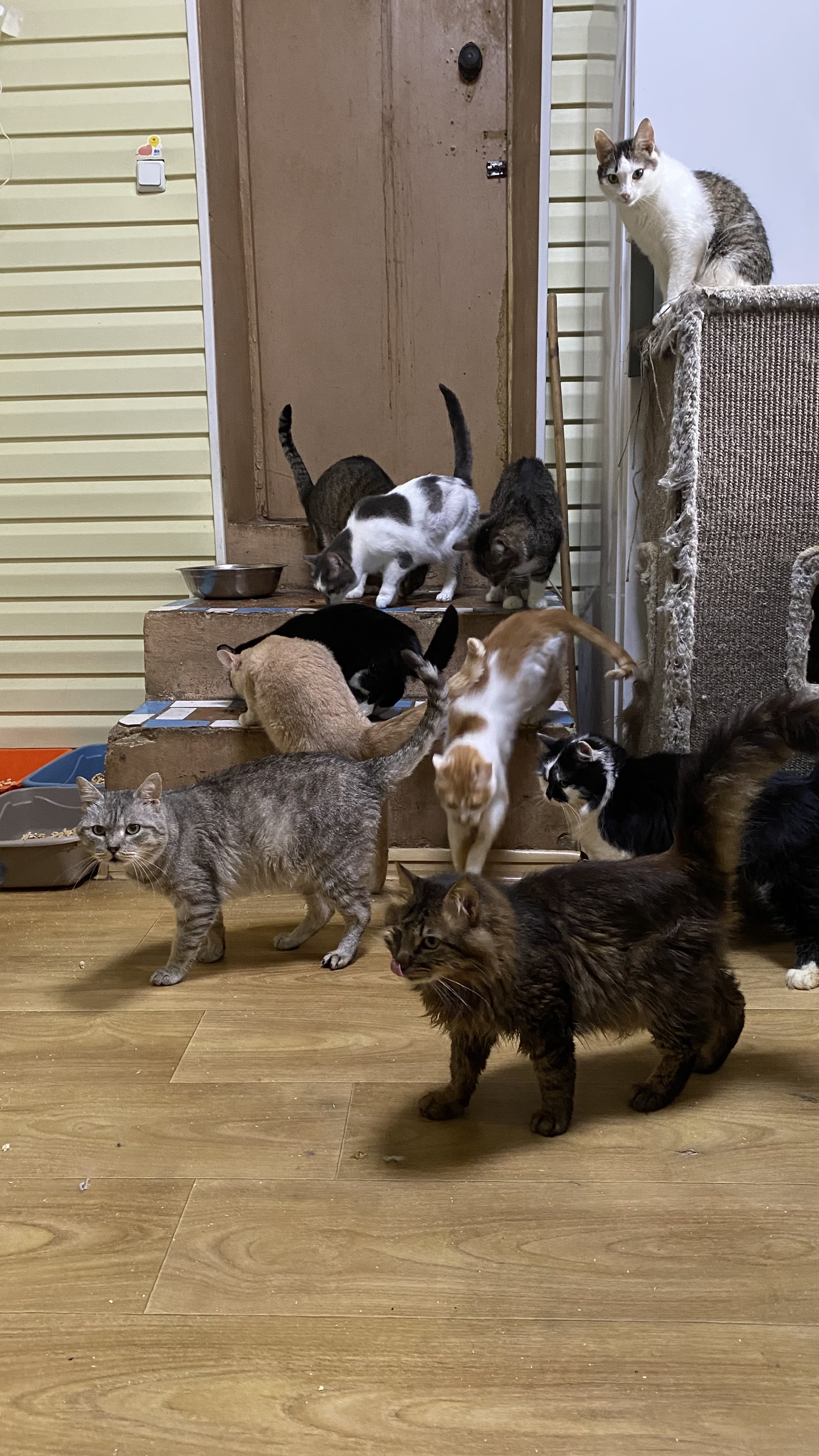 We are asking for food for shelter cats - My, Animal shelter, Animal Rescue, cat, Kittens, Charity, Help, Longpost