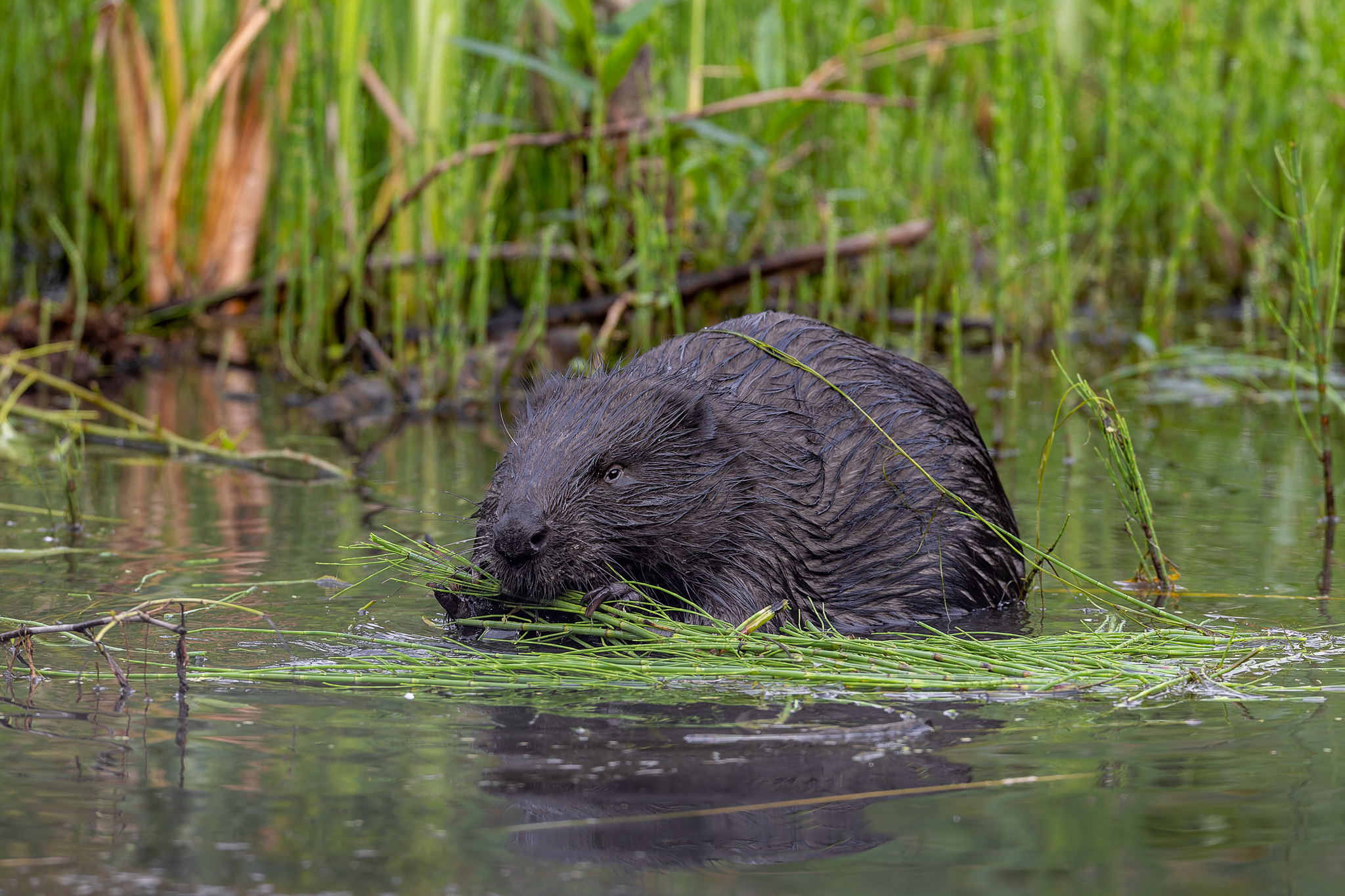 Pictures from photo hunt 78. Beaver - My, Photo hunting, Beavers, Longpost