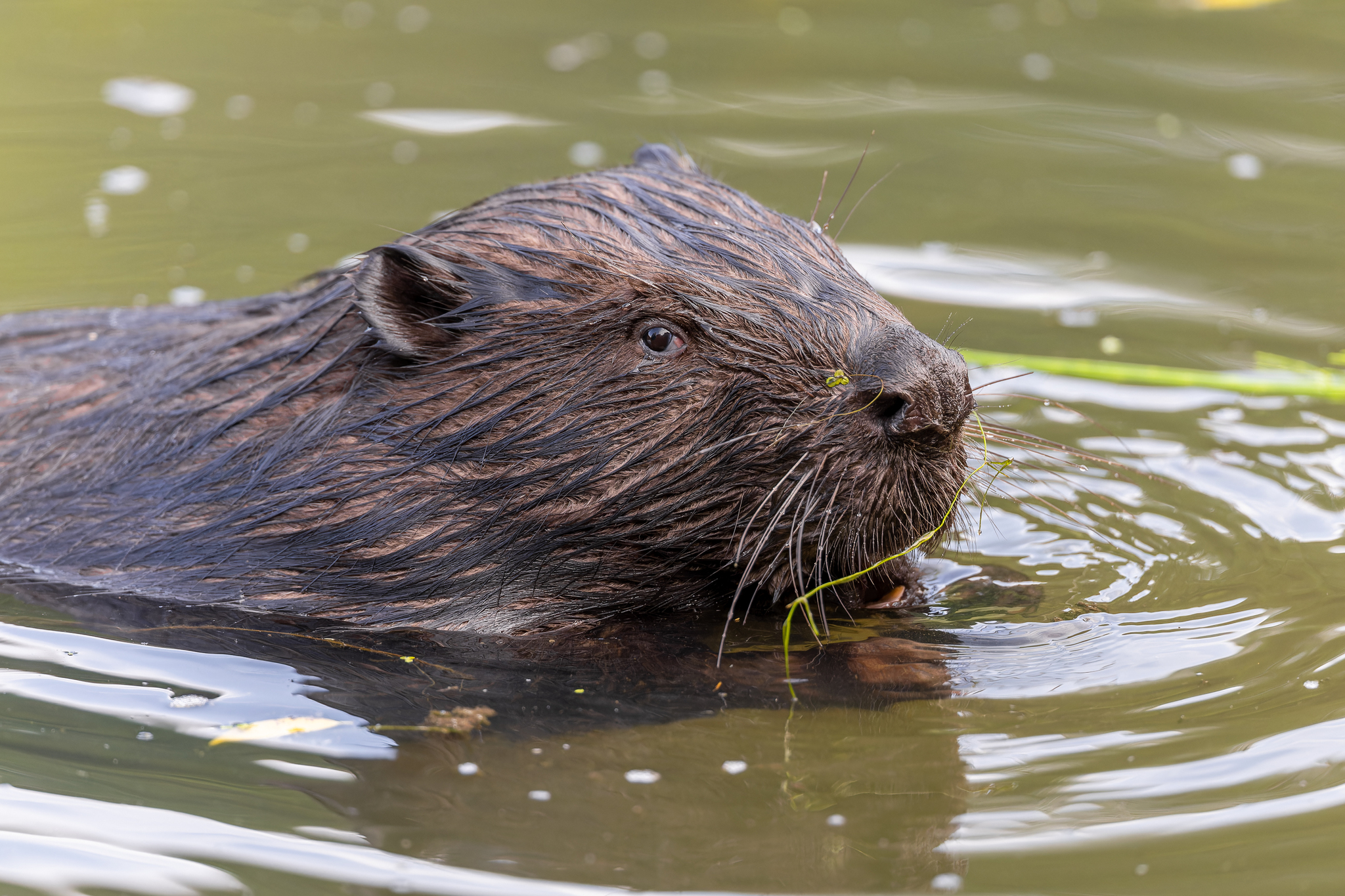 Pictures from photo hunt 78. Beaver - My, Photo hunting, Beavers, Longpost