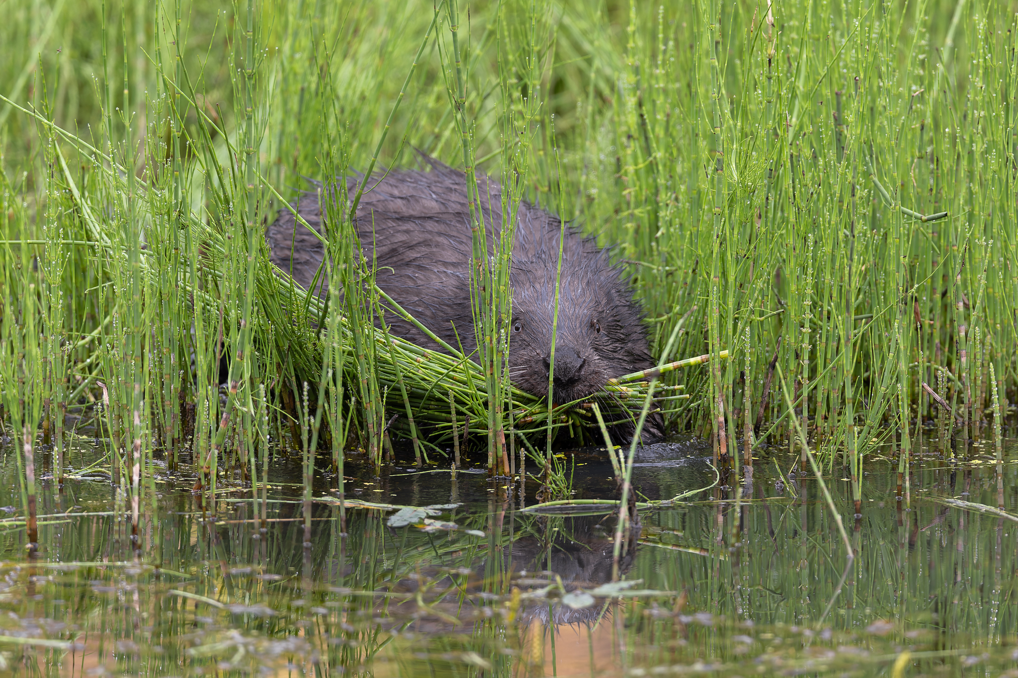 Pictures from photo hunt 78. Beaver - My, Photo hunting, Beavers, Longpost