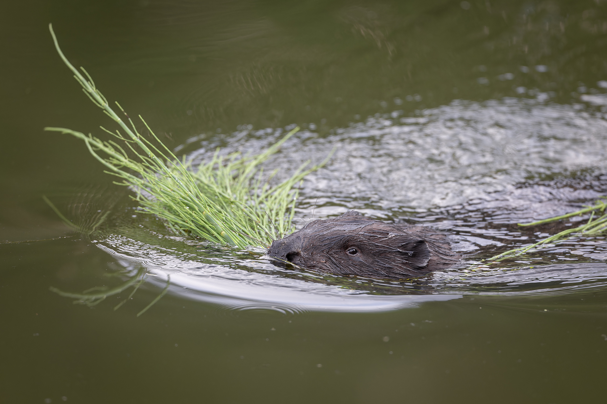 Pictures from photo hunt 78. Beaver - My, Photo hunting, Beavers, Longpost