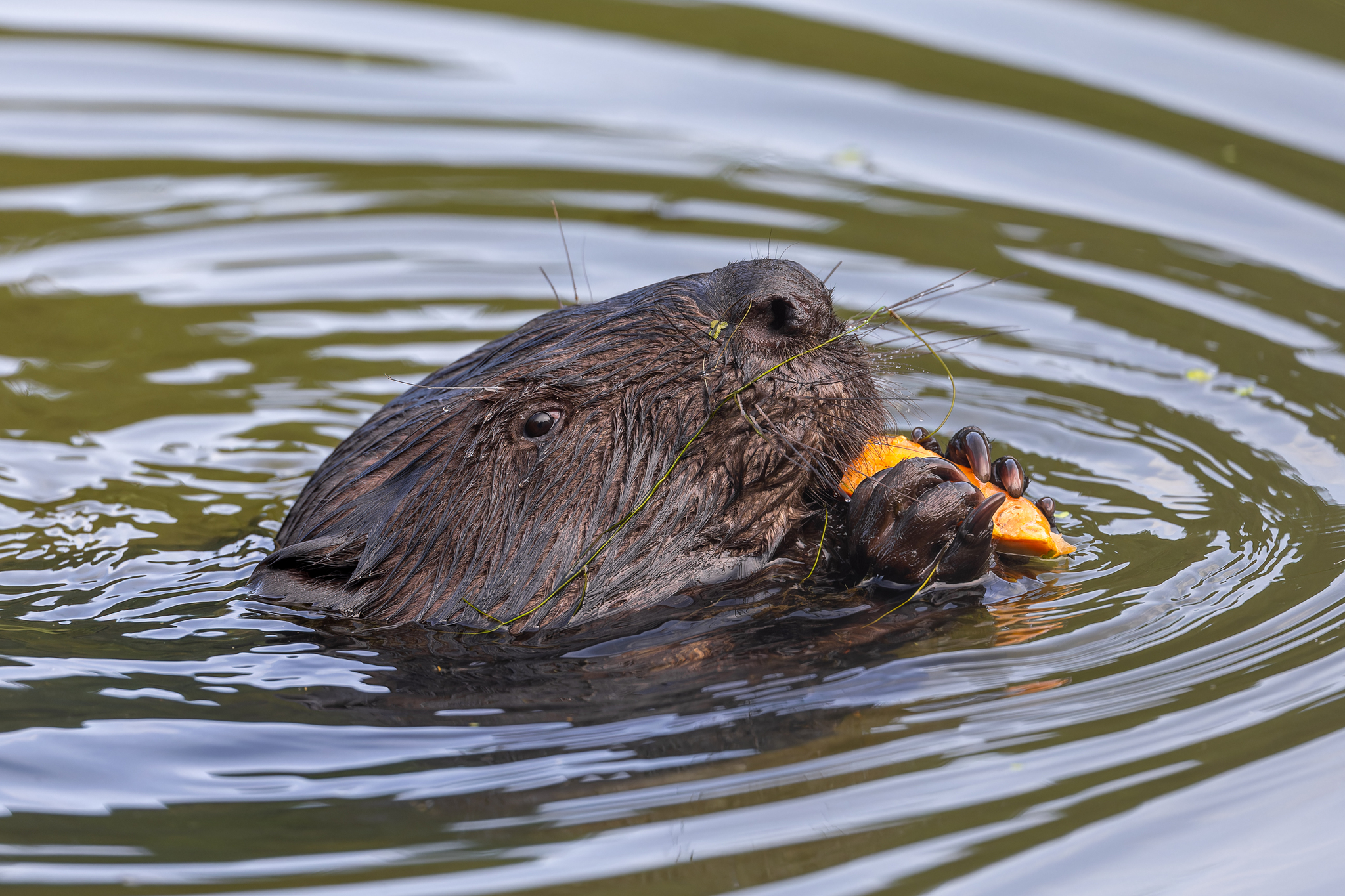 Pictures from photo hunt 78. Beaver - My, Photo hunting, Beavers, Longpost