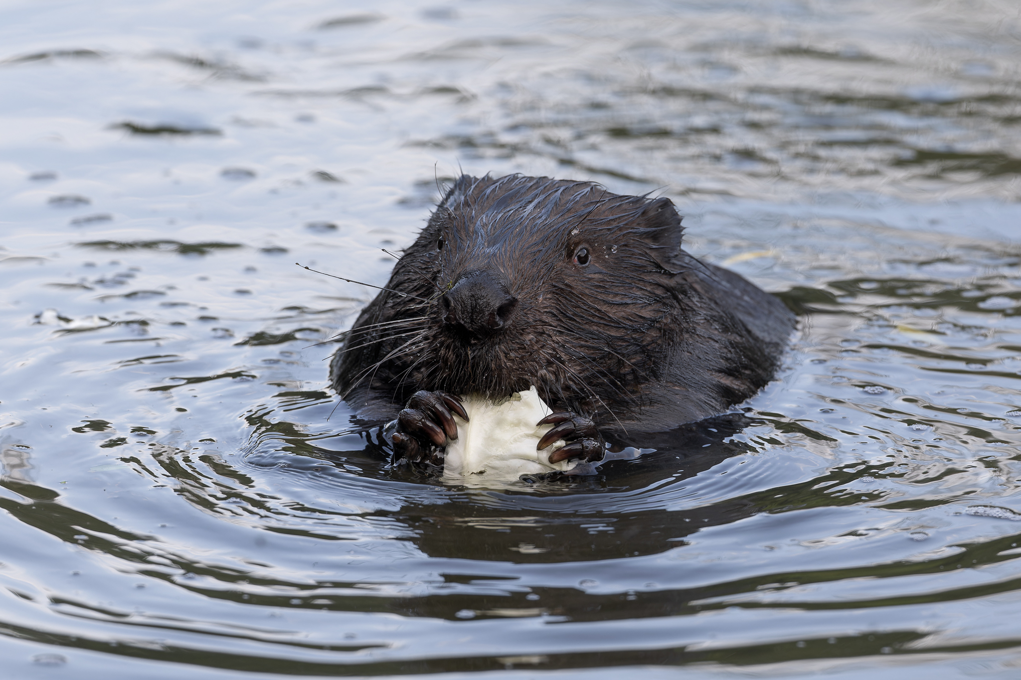 Pictures from photo hunt 78. Beaver - My, Photo hunting, Beavers, Longpost