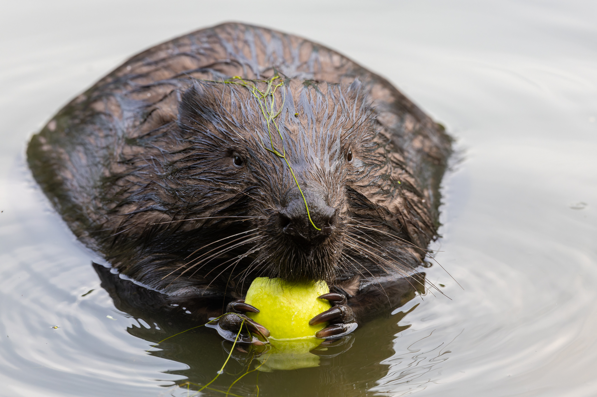 Pictures from photo hunt 78. Beaver - My, Photo hunting, Beavers, Longpost