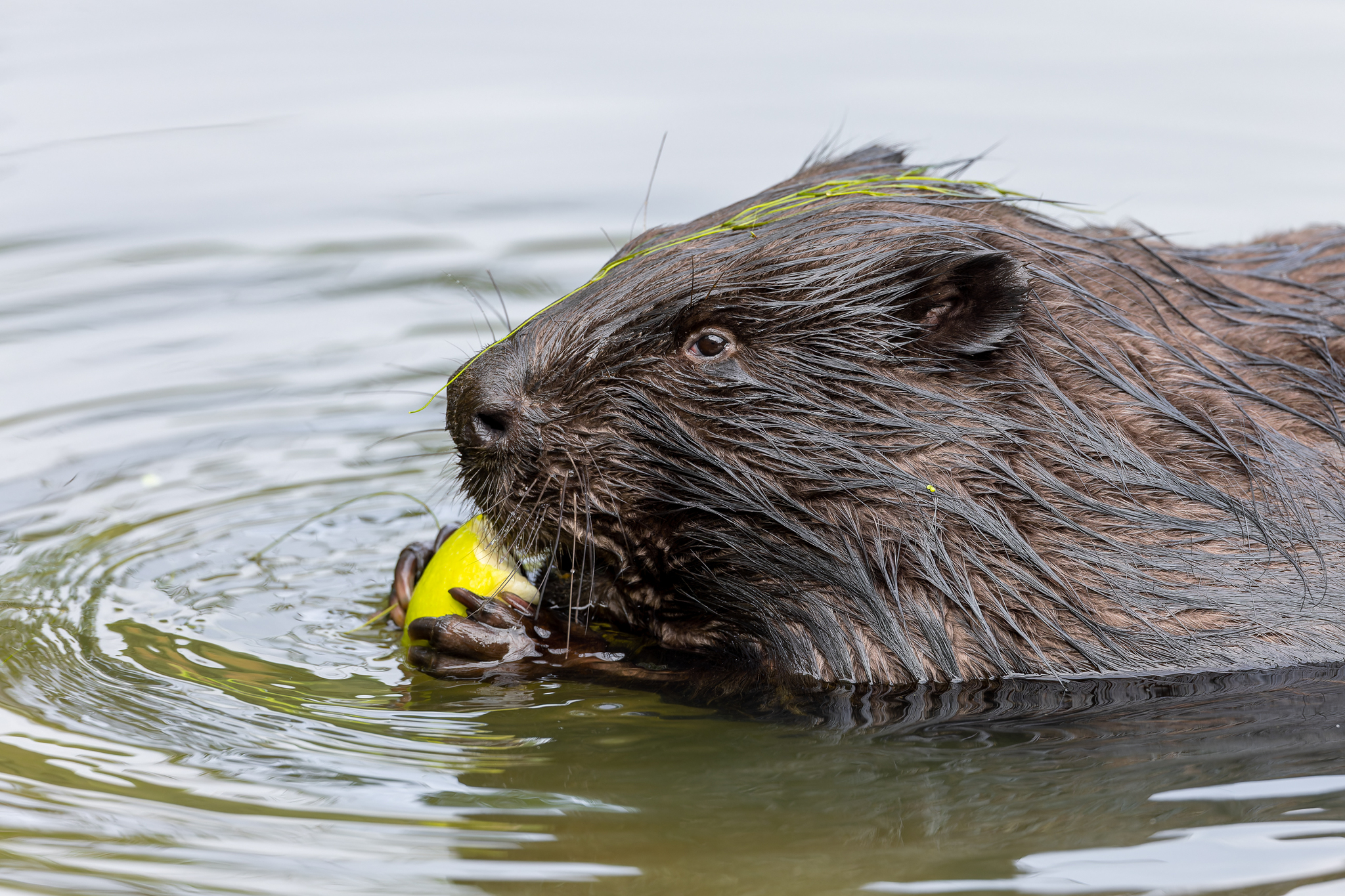 Pictures from photo hunt 78. Beaver - My, Photo hunting, Beavers, Longpost