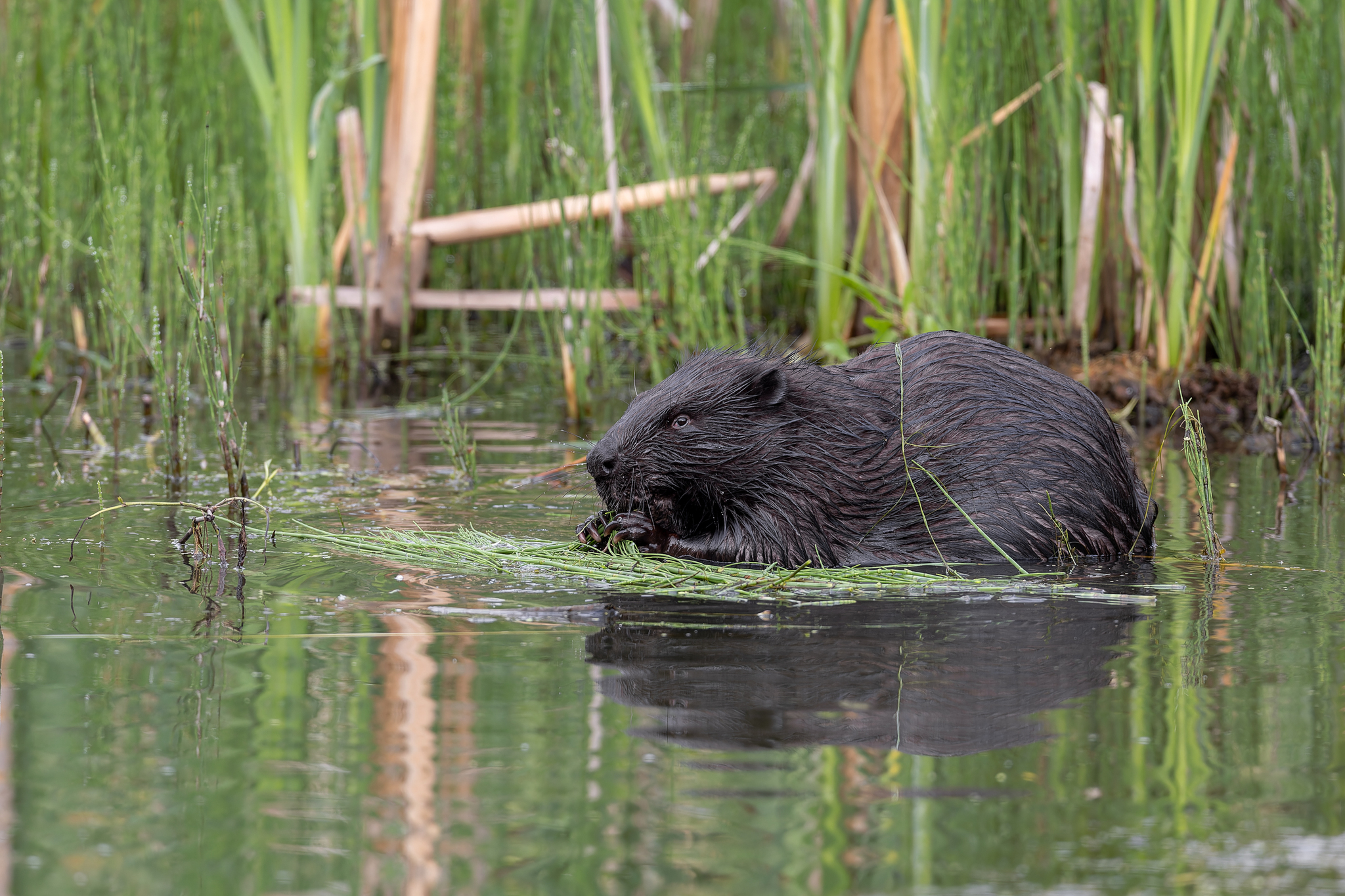 Pictures from photo hunt 78. Beaver - My, Photo hunting, Beavers, Longpost