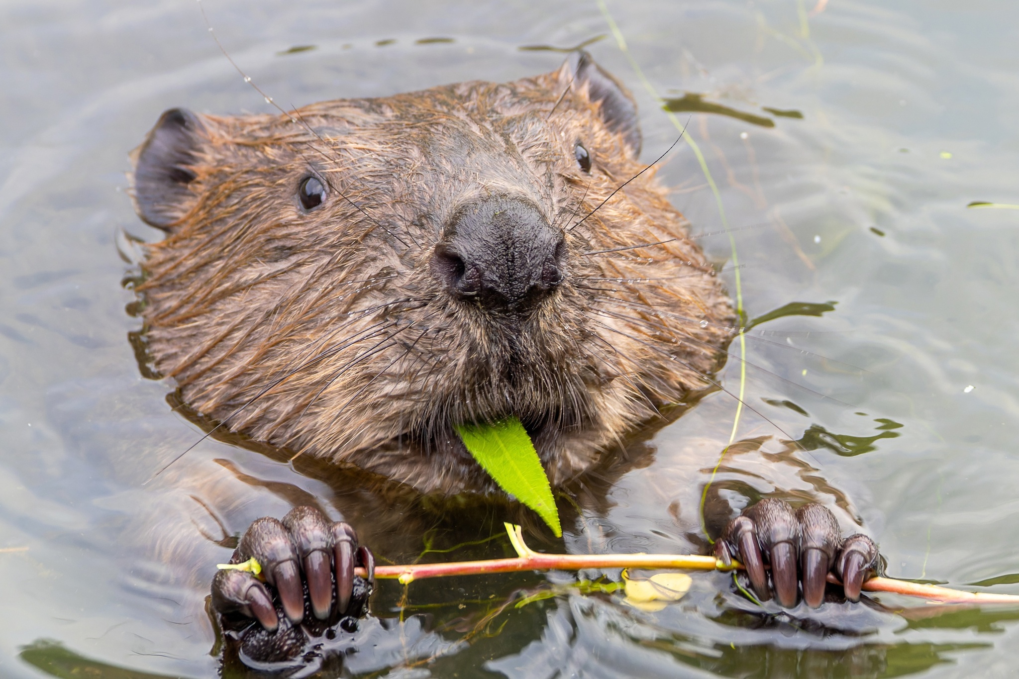 Pictures from photo hunt 78. Beaver - My, Photo hunting, Beavers, Longpost