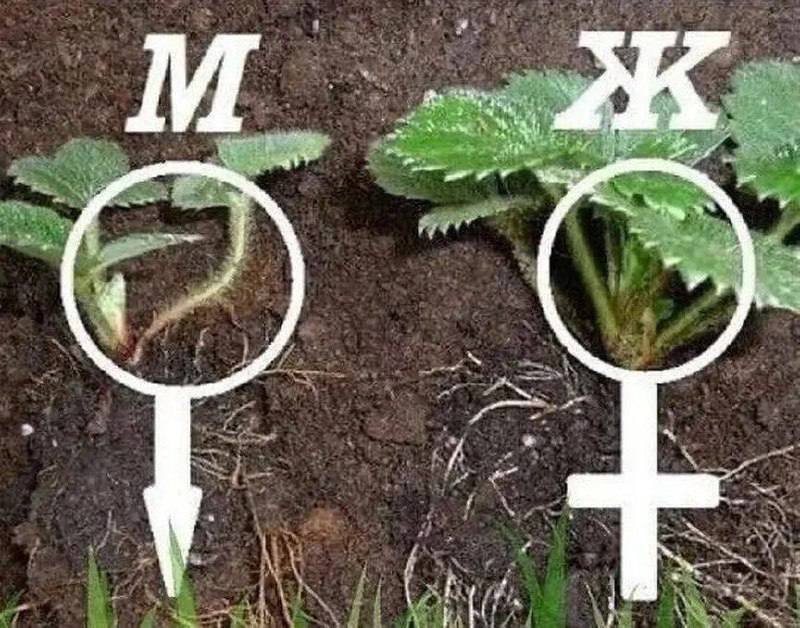 How to distinguish male bushes from strawberries - My, Garden, Gardening, Garden, Bloom, Strawberry (plant), Village, Greenhouse, Village, Plants, Dacha